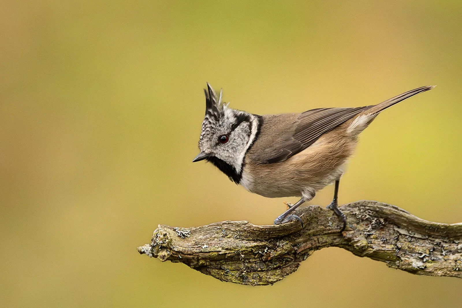 HC Crested Tit by Tony Leach