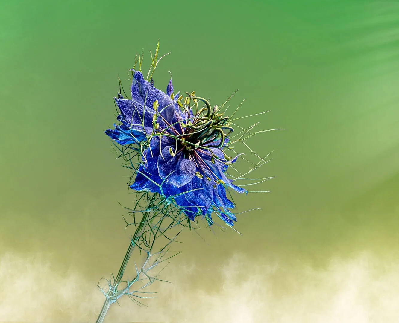 HC Love in the Mist by Pete Evans