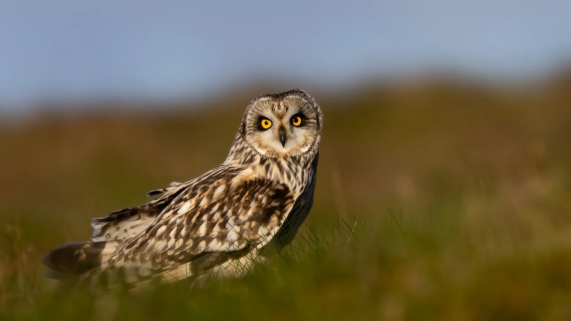 HC Short Eared Owl by Barbara Jones