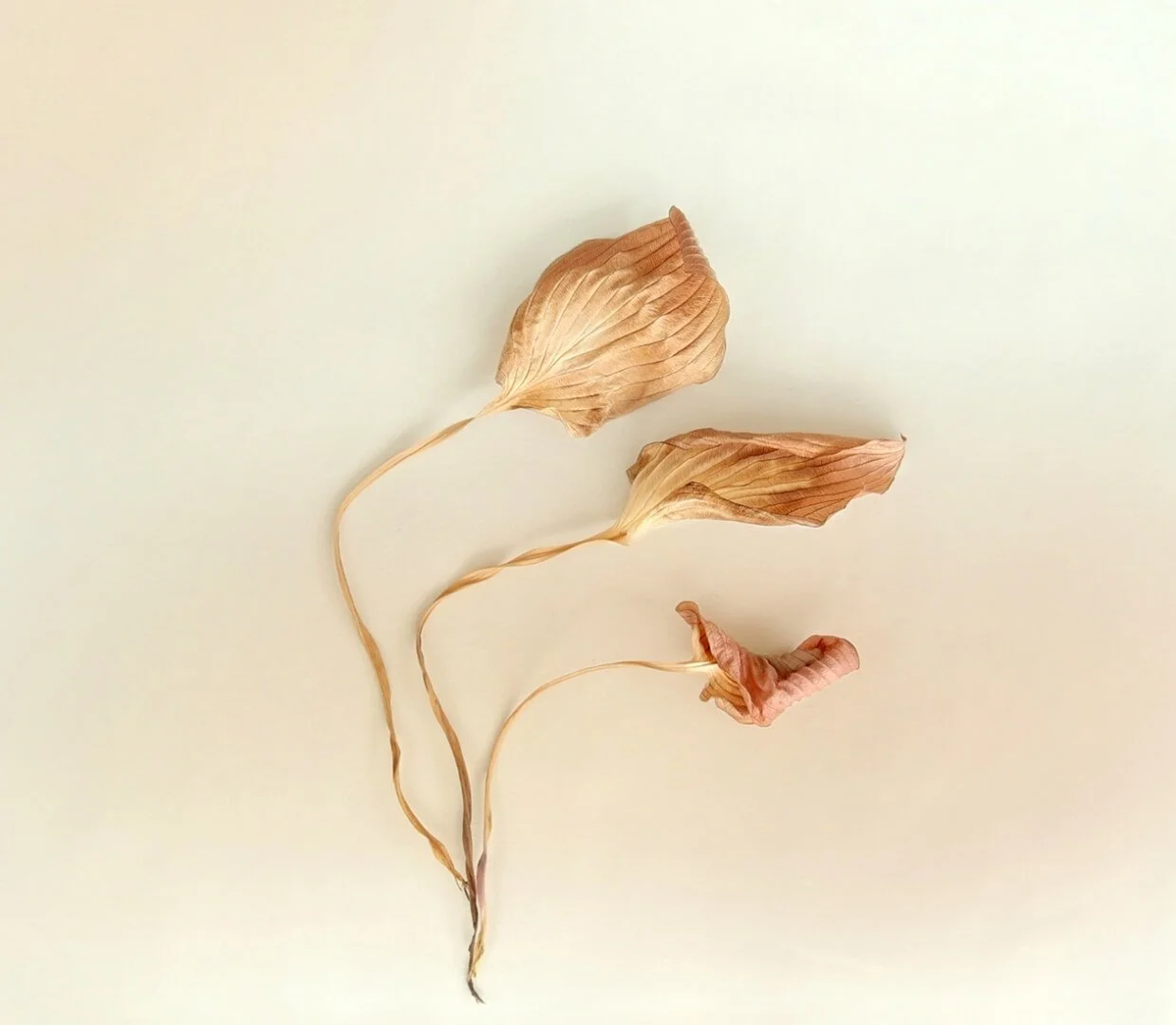 HC Hosta Trio By Janet Rutter
