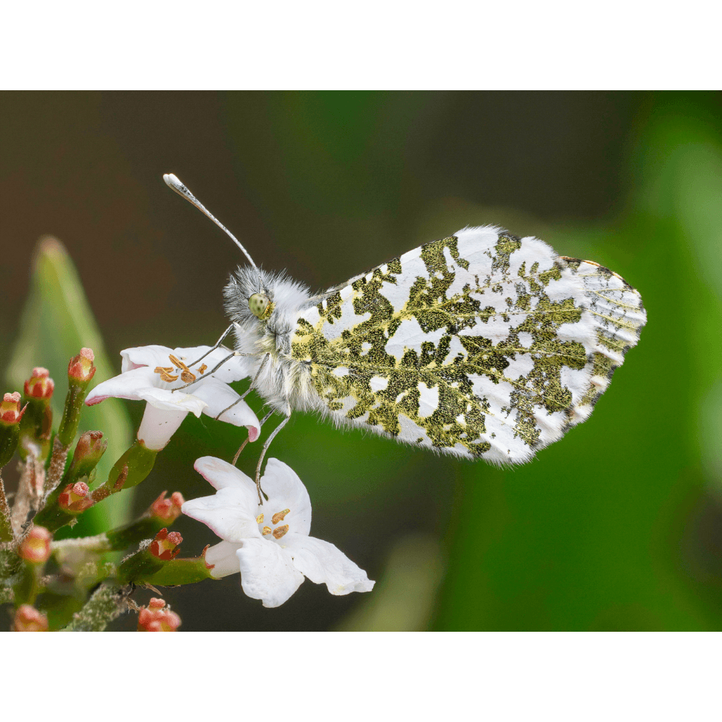 Hc Nature's Tapestry by Vijay Patel