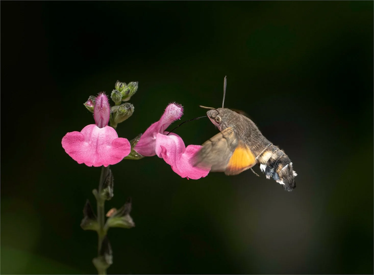3rd Hummingbird Hawkmoth.jpg