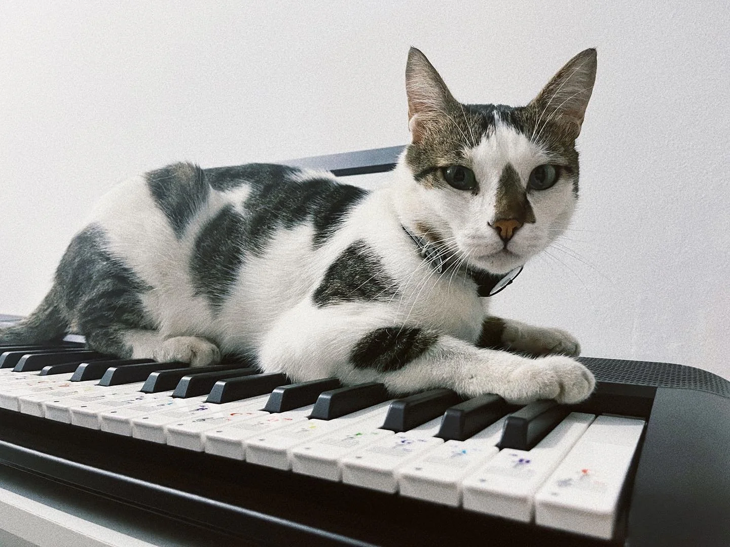 Witness the enchanting power of music therapy as our adoring cat, Mr. Darling becomes the purrfect audience 🎹🤍