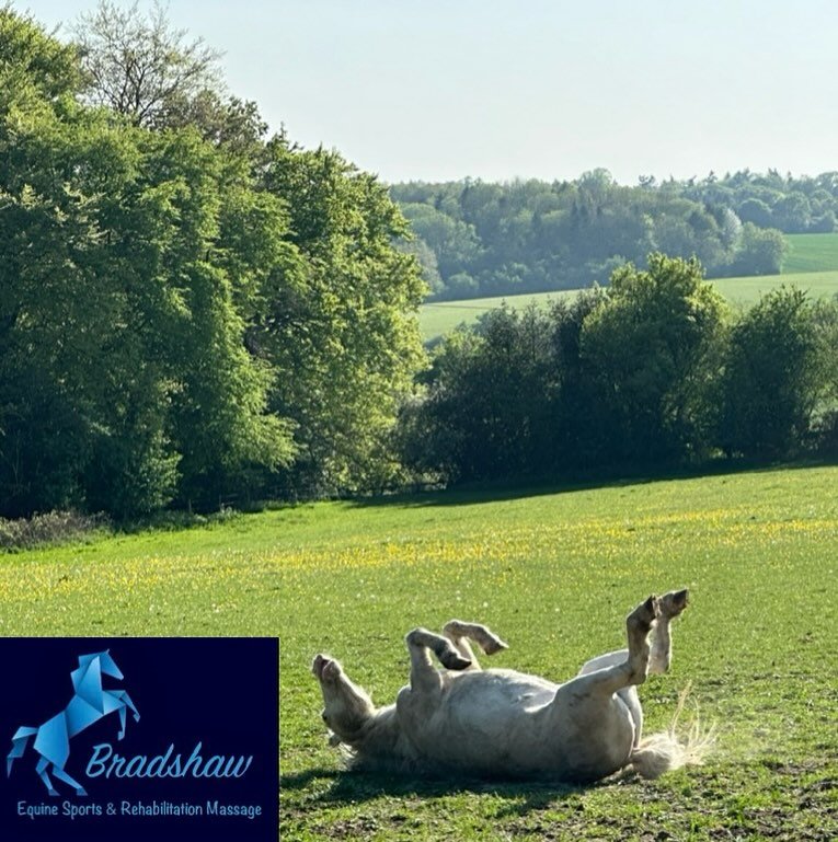 Anyone else sunbathing today 😂

Happy bank holiday weekend ☀️

Enjoy the extra time with your horses and stay hydrated 💦

I&rsquo;ve a few holiday covers this weekend for horses and one even has a best friend goat, and a couple of massages so I wil