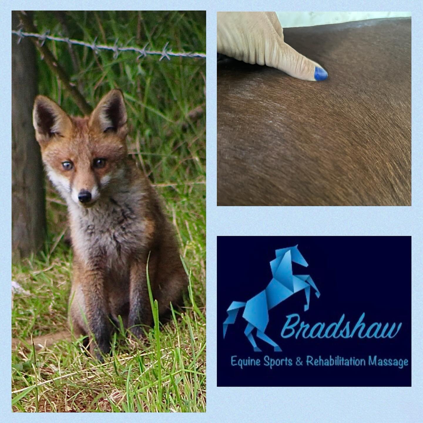 I love being out in the countryside working&hellip;.so much wildlife about - had that feeling I was being watched and spotted this little guy 🦊

Lovely releases from horses today in the glorious sunshine and the best news for one client who has the 