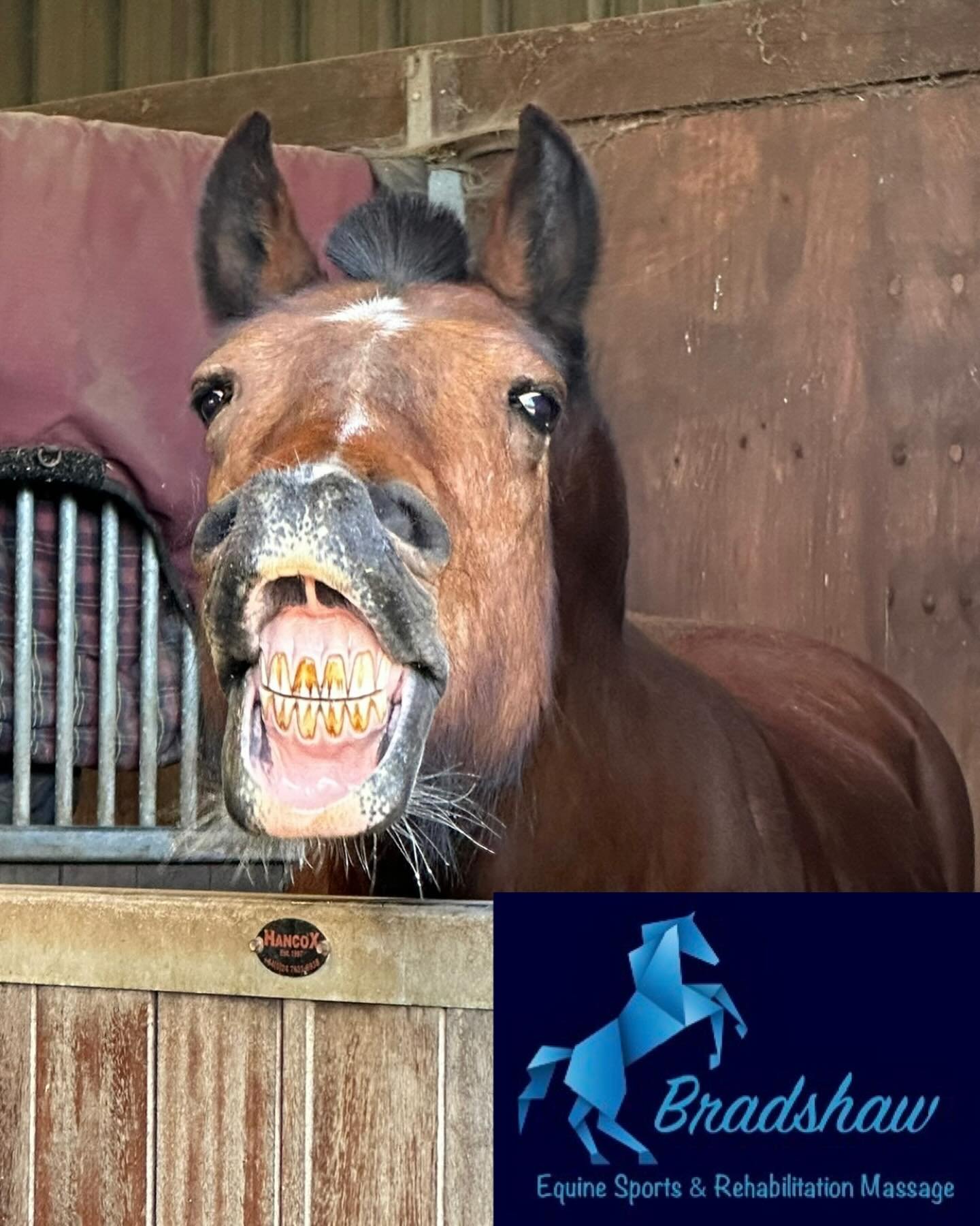 Happy Monday 😬

Sun + Massage = a happy horse&hellip; or horses in today&rsquo;s case!

Always remember to keep your horse hydrated in this weather and even more so following their massage as they will drink more than usual - it helps flush out toxi