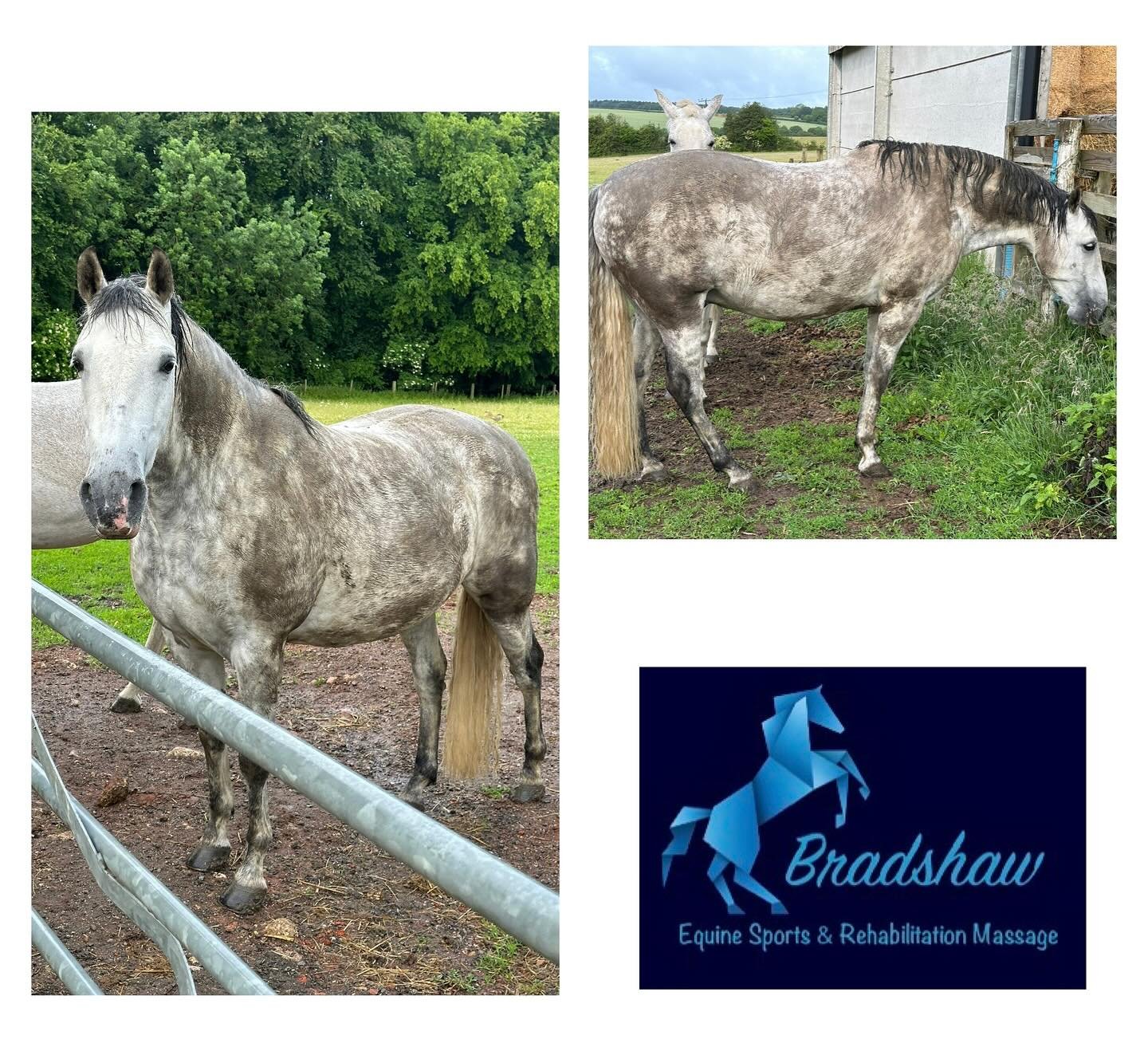 Wondering if the husband will realise I didn&rsquo;t rug his horse 🙊

I mean greys do go dark grey in the rain&hellip;.right 😂☔️

www.bradshawequinemassage.co.uk
#rain #horse #saturday