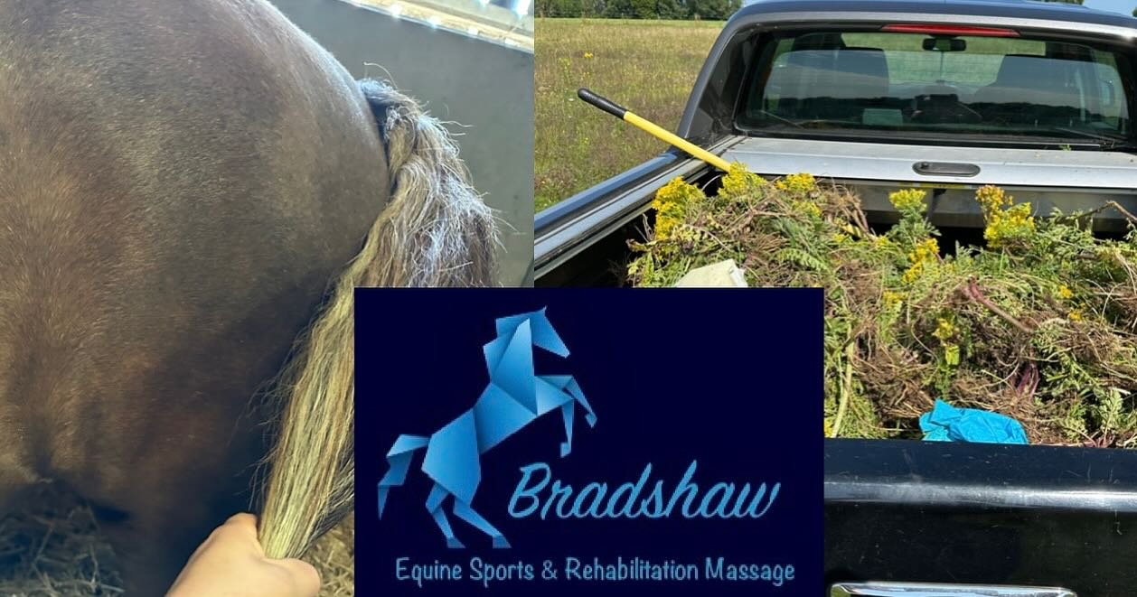 This week&rsquo;s theme: Rehab and Ragwort 🌻

Ragwort is in full swing&hellip;.and my arms ache already 😂

A lot of rehab cases this week and last, including one of my own horses. It seems to be the time of year for accidents, field injuries and ri