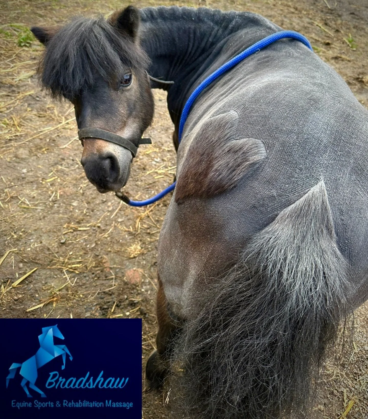 Happy weekend!! We made it 😀
I&rsquo;ve gone over to the dark side and agreed to this little diva&rsquo;s request of hearts on her quarters&hellip;.she actually looks quite cute 😍 and her whole clip only took me 17 minutes (I&rsquo;ve still got it 