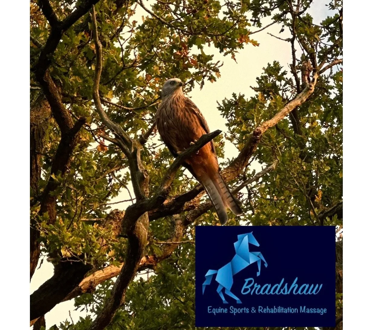 Happy October 🍁🍂

I was graced with this beautiful sight at the last yard I was on today, how stunning 🦅

Such a busy few days and today was no exception. So many miles covered to treat horses at different yards today 🚗

A lot of leg issues at th