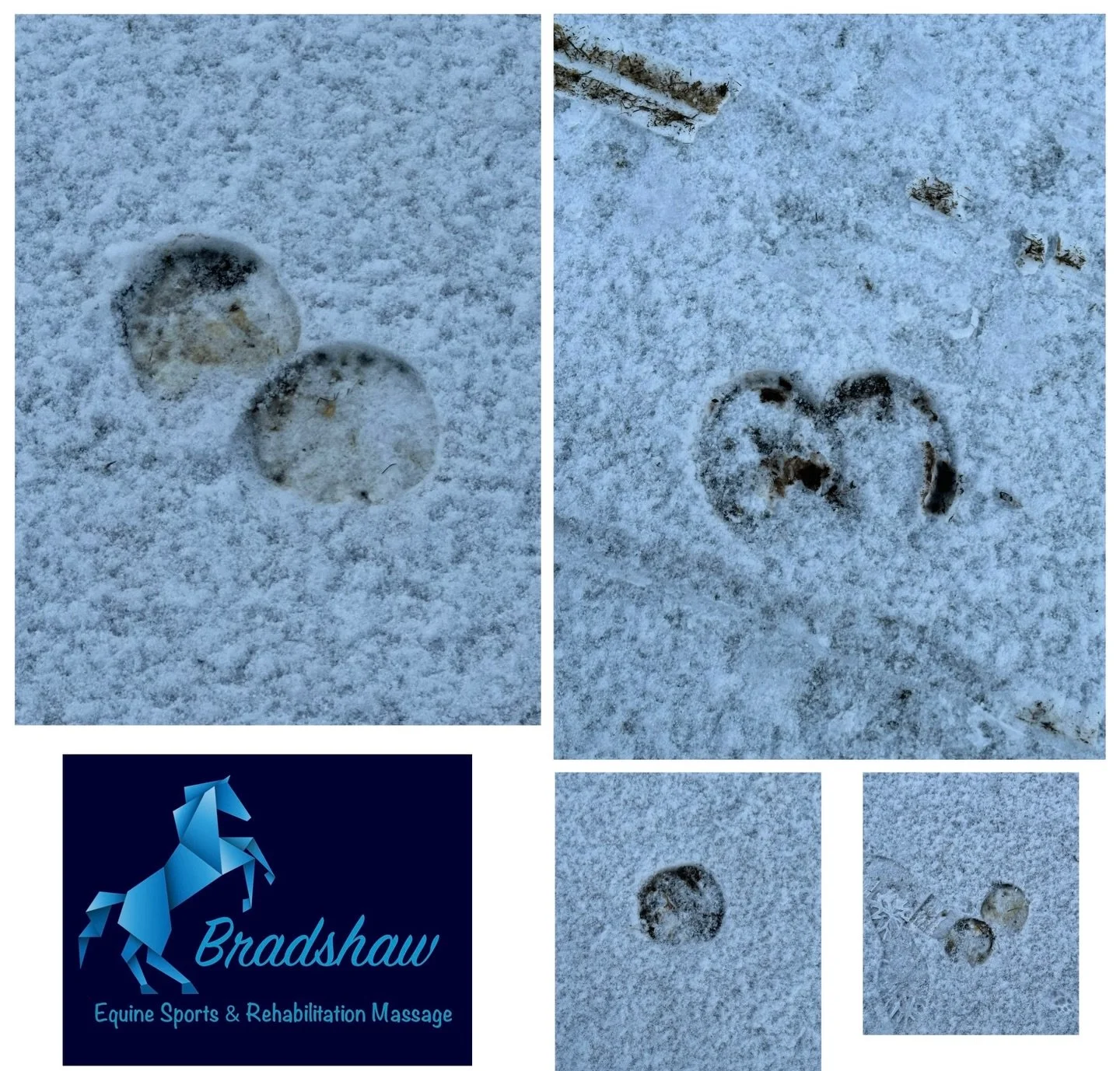 Bit of a cold and snowy return to work today ❄️

The one thing I love about the snow is how I can use the horse&rsquo;s tracks to highlight whether a client&rsquo;s horse is tracking up, over or under tracking or toe dragging and we can then work to 