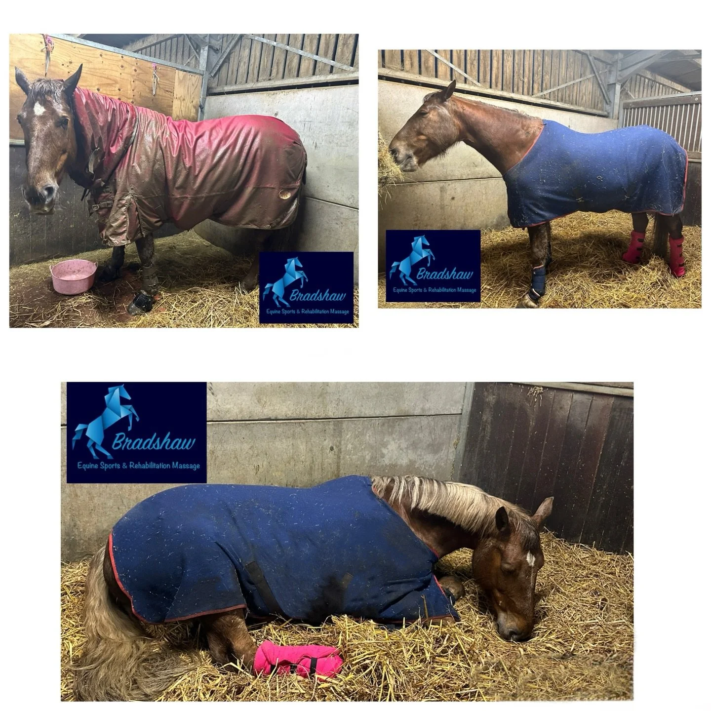 How are your horses coping in this torrential rain that seems to be lasting forever ☔️💧

Amber was not impressed this morning and didn&rsquo;t want to be out for long, so I took pity on her and got her in and gave her her usual princess treatment&he