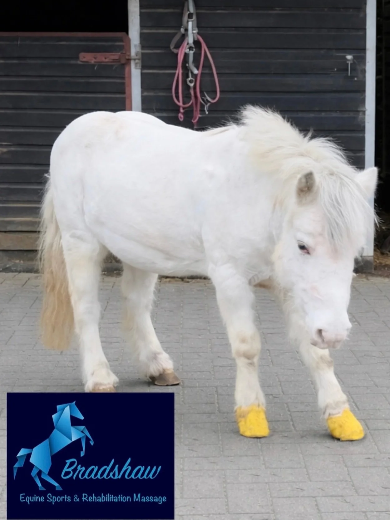 Such a lovely sunny day today and so nice to massage horses outside in the warmth ☀️

Quite a few cases of laminitis cropping up, with the seasonal changes and the grass coming through 🍀

Massage is a great tool when it comes to laminitis, it helps 
