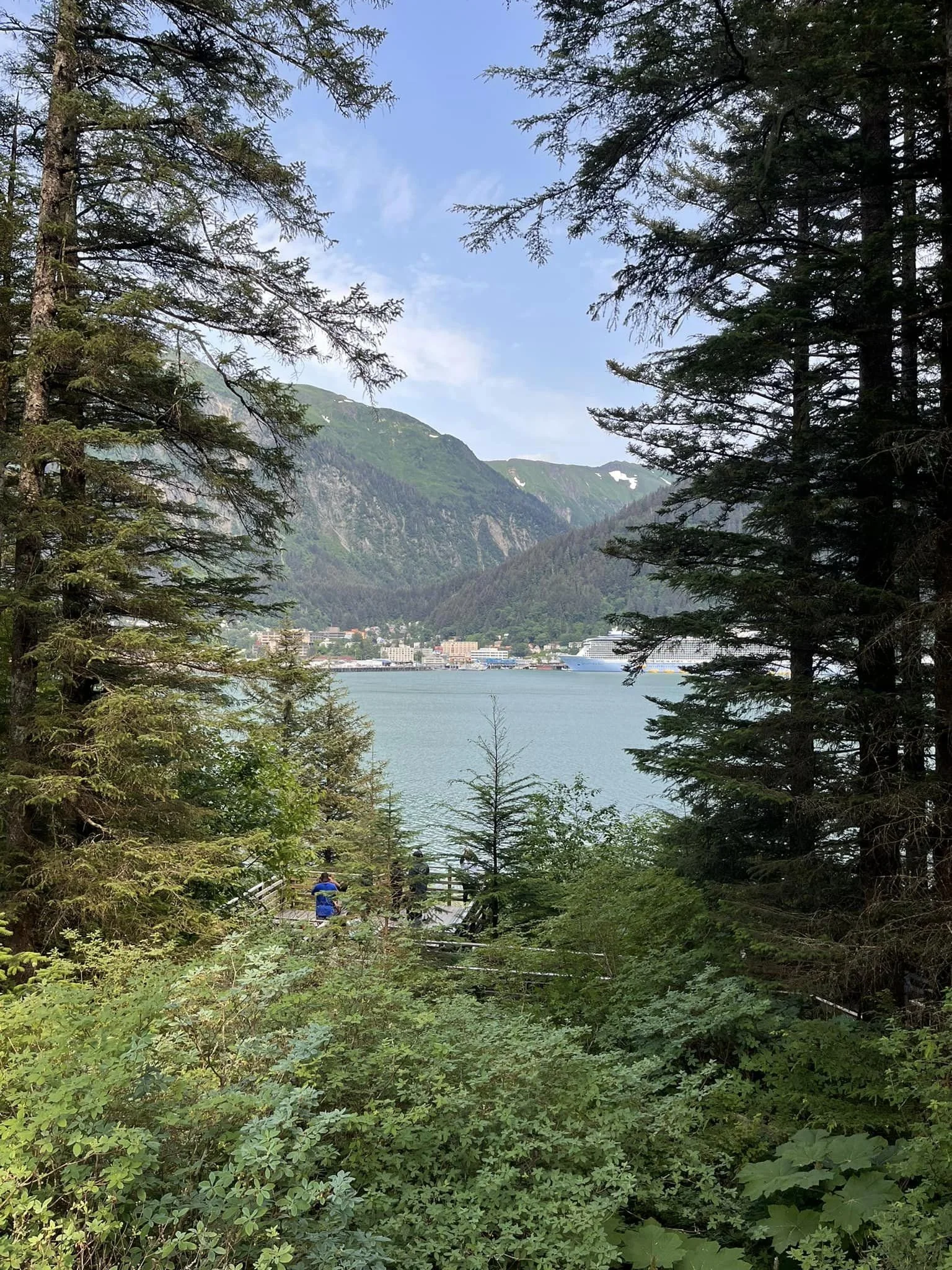alaska trees.jpg