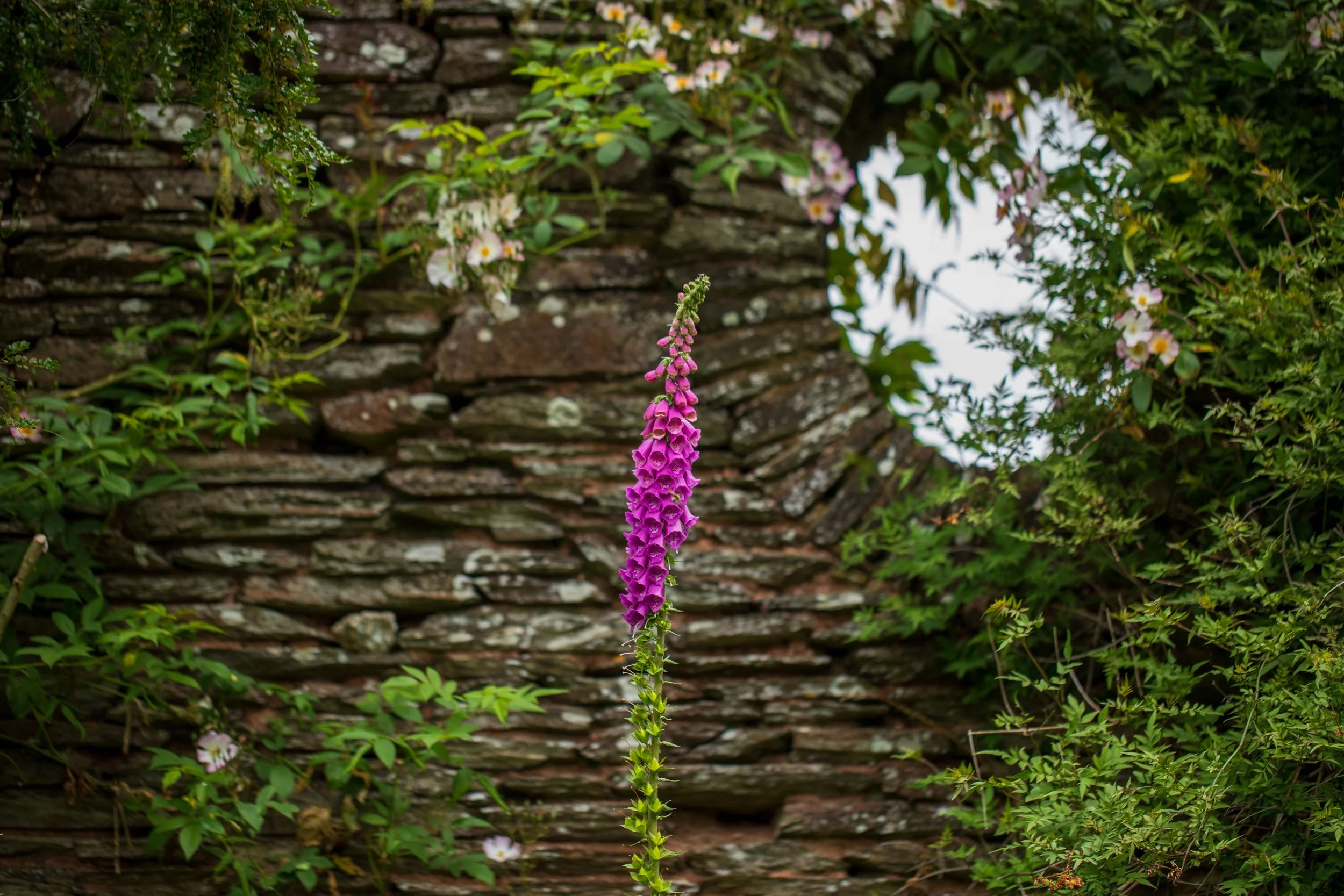 _MG_5205.jpg
