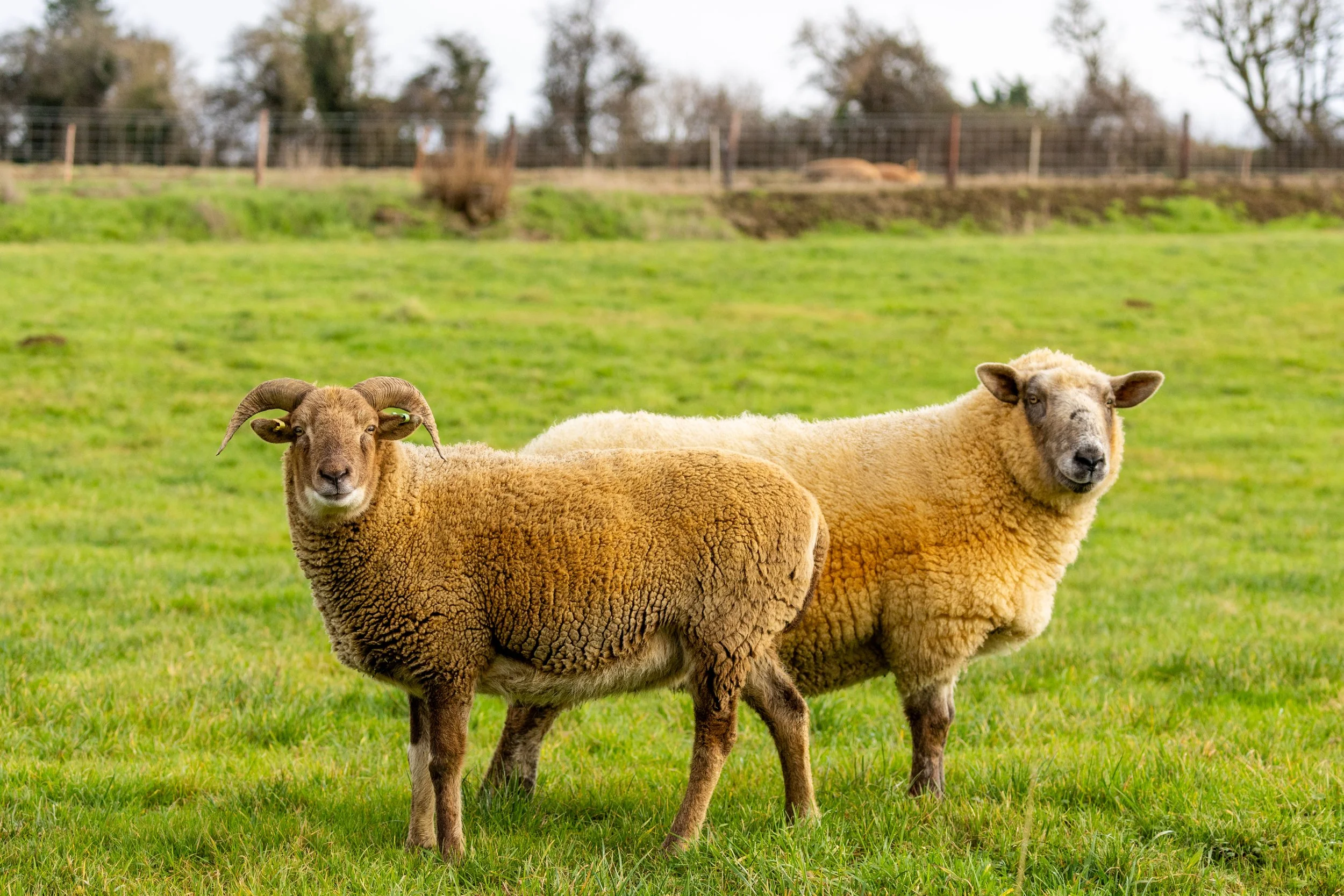 EmmaJacobs_storypig winter 2024-16.jpg