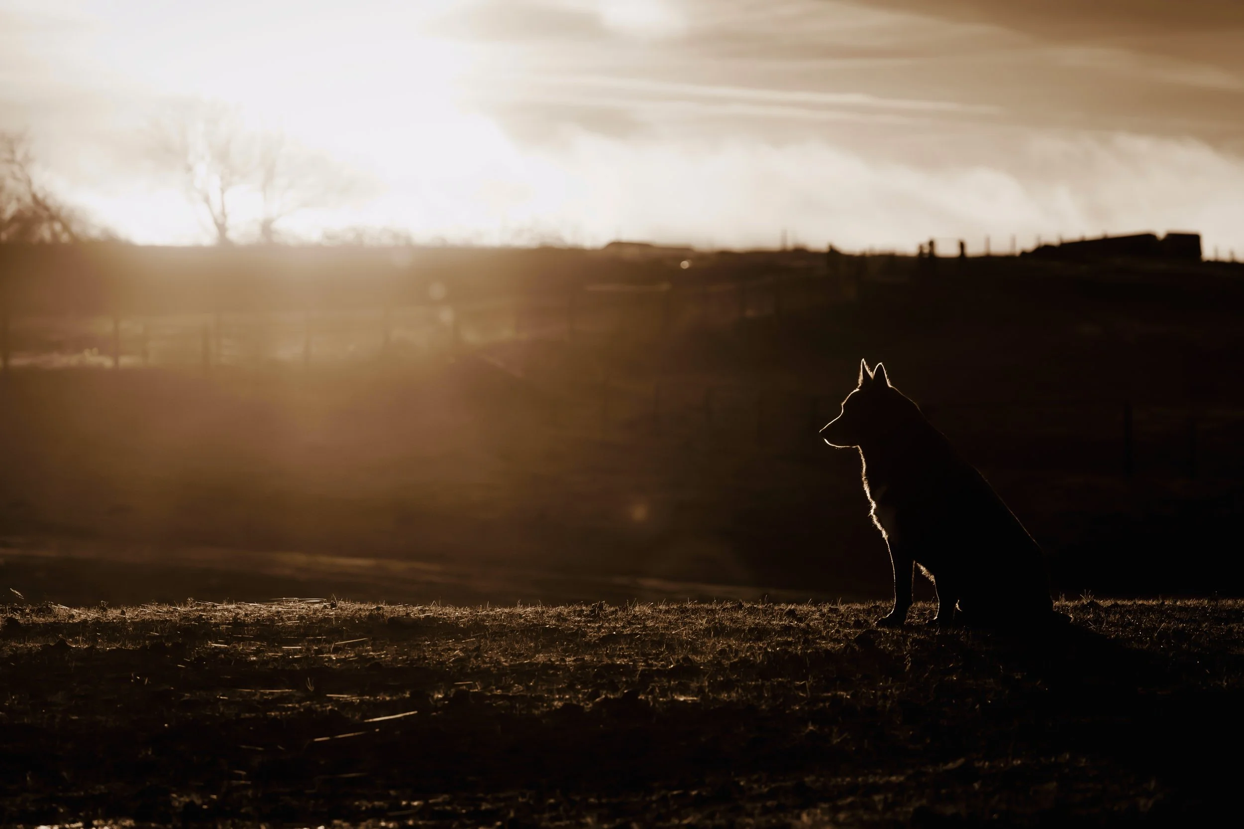 EmmaJacobs_storypig winter 2024-2.jpg