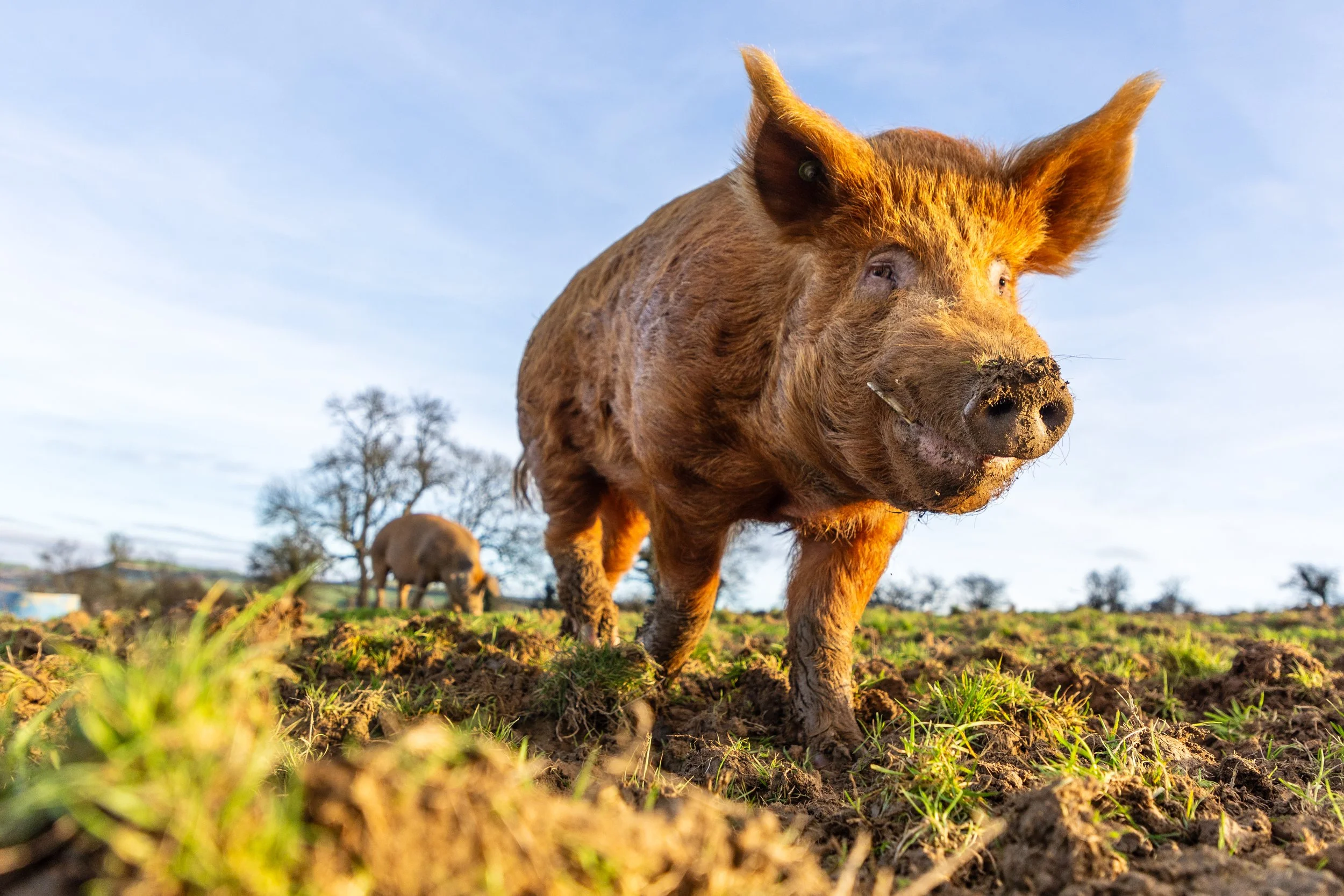 EmmaJacobs_storypig winter 2024-13.jpg