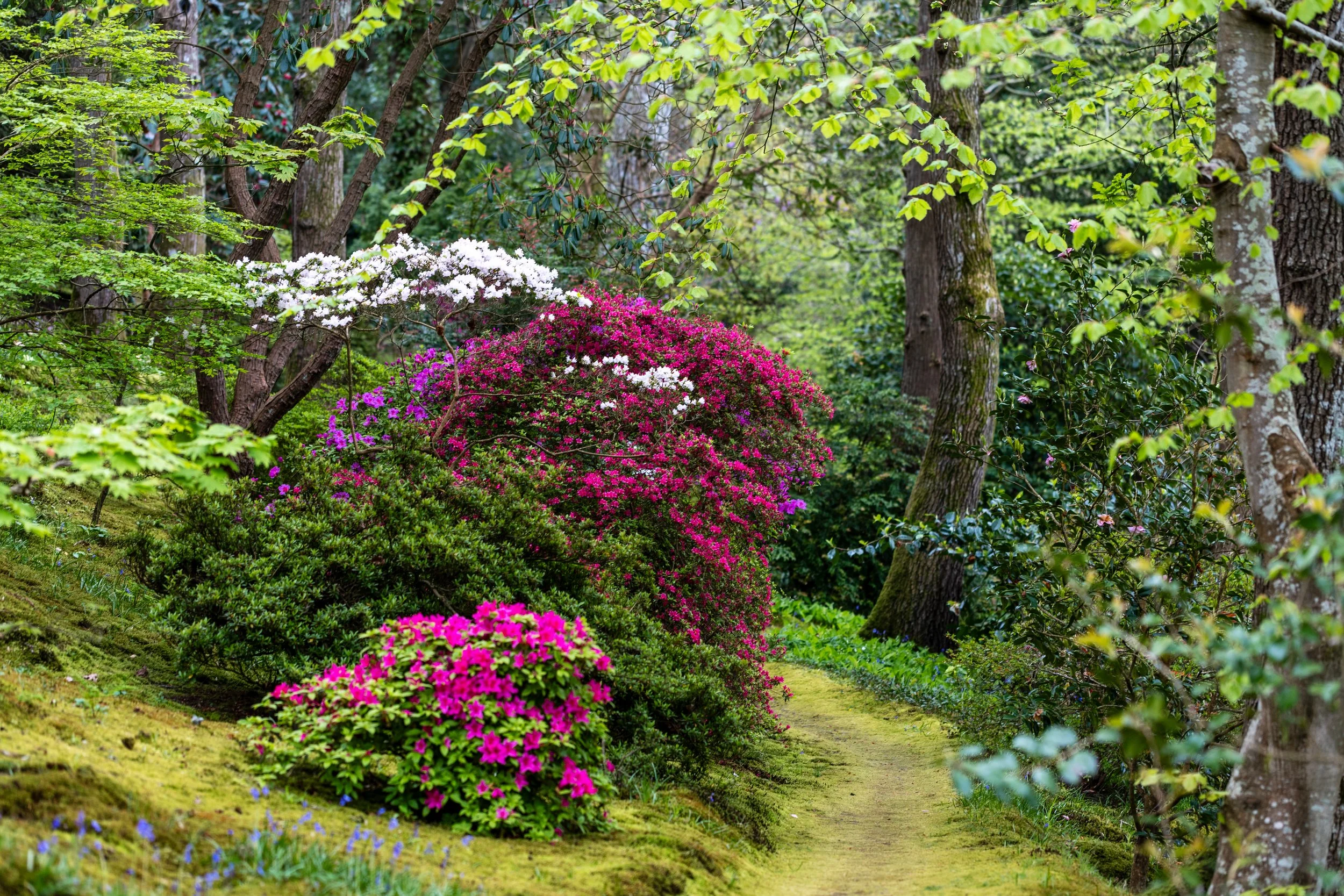 Greencombe Gardens, Somerset