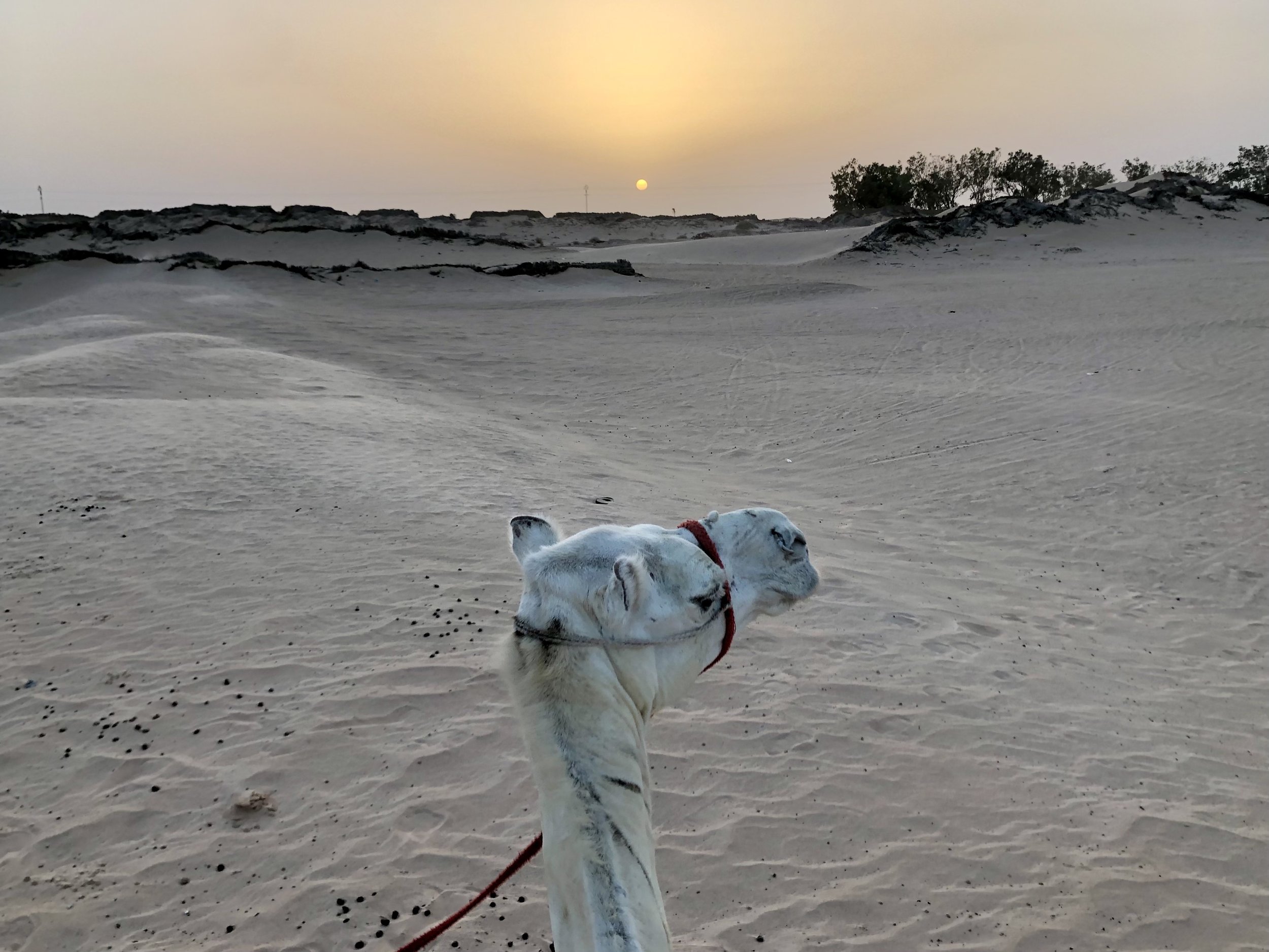 kamel-sunset.jpg