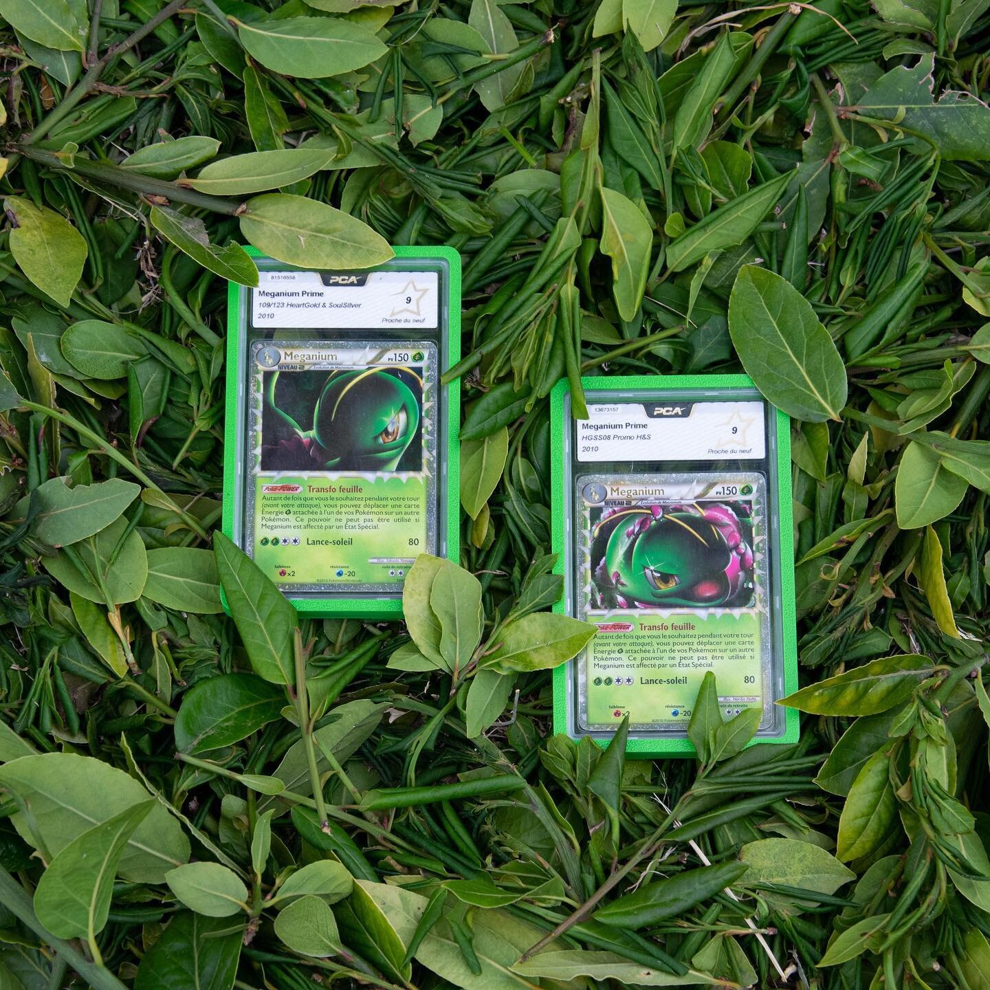 🍃👀🍃

#meganium #prime #vert #feuille #foret #PCA #anzena
