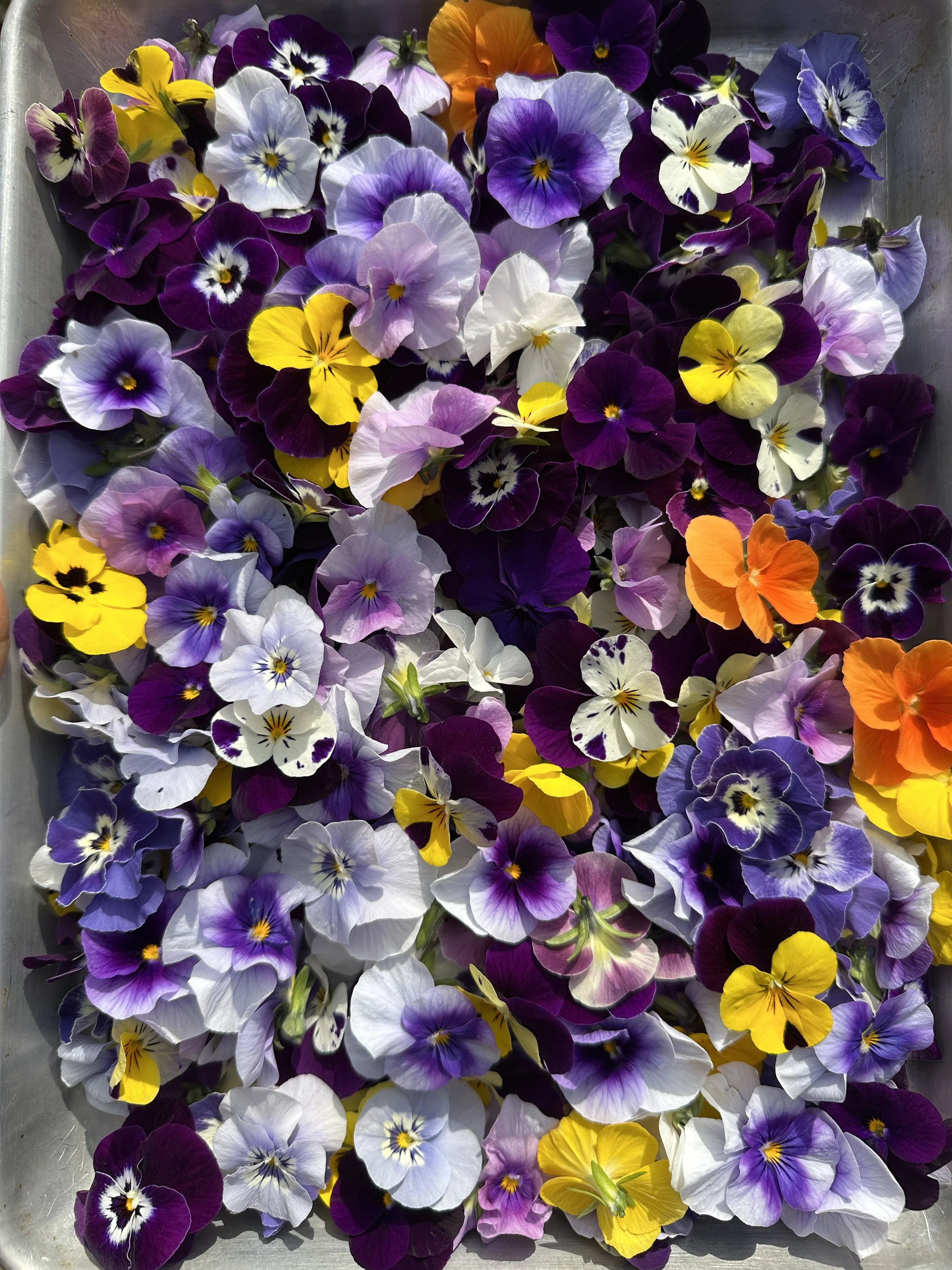 edible flowers for wholesale to restaurants, caterers, bars, and cake decorators