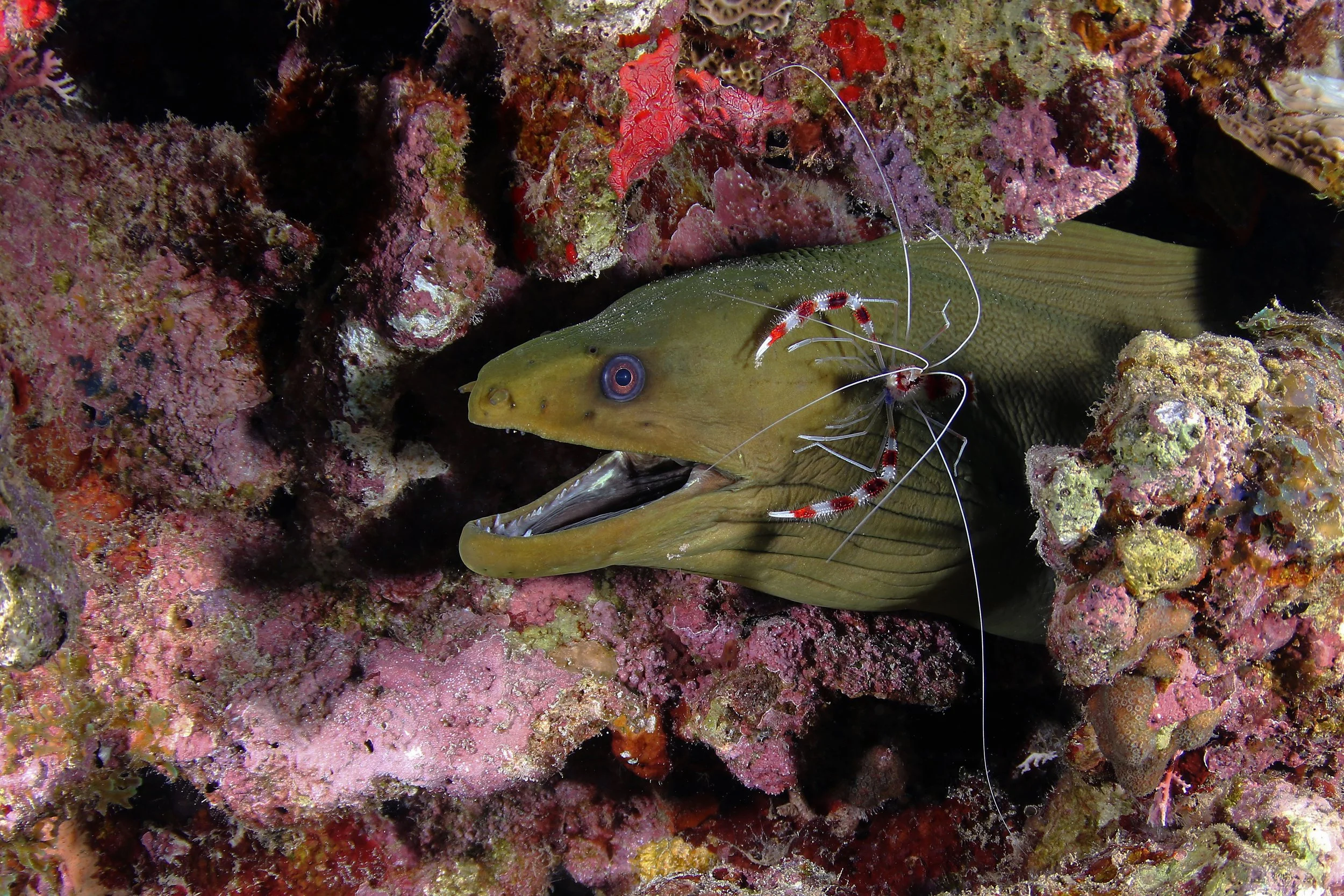 Fish picture IMG_3773.JPG