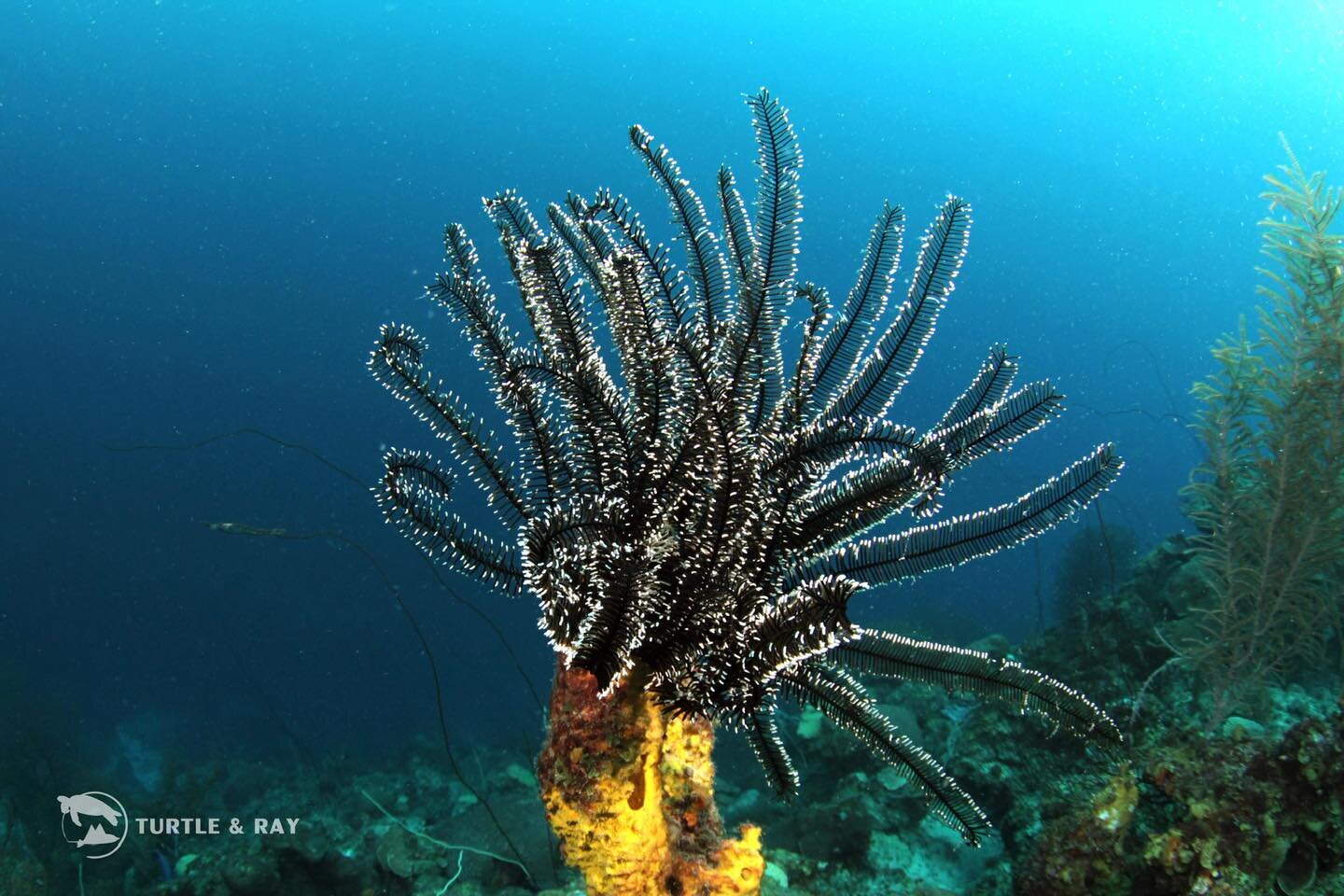 If you think this is a beautiful plant, think again: it&rsquo;s actually an animal!!

Crinoids are a type of marine invertebrate related to starfish ⭐️ They are often called sea lilies or feather stars!

#curacao #PADI #sealife #diving #underwaterpho