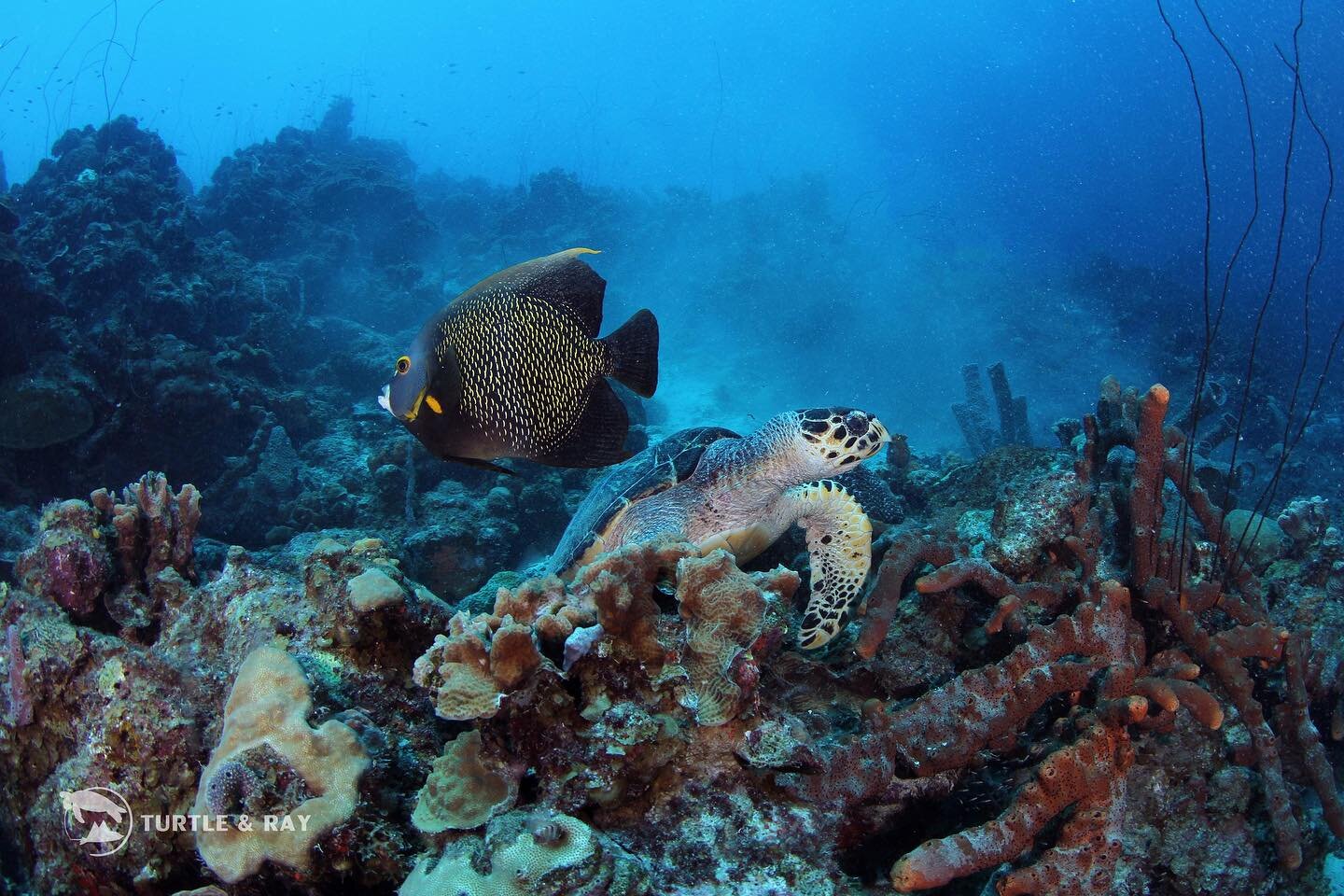 Turtles with friends! 🐢🐠 

📸: @leodlionn, @laylaboulema 

#curacao #PADI #sealife #diving #underwaterphotography #scubadiving #photography #underwaterlife #oceanphotography #coralreef #snorkeling #SSI #marine #adventure #travel #oceanphotography