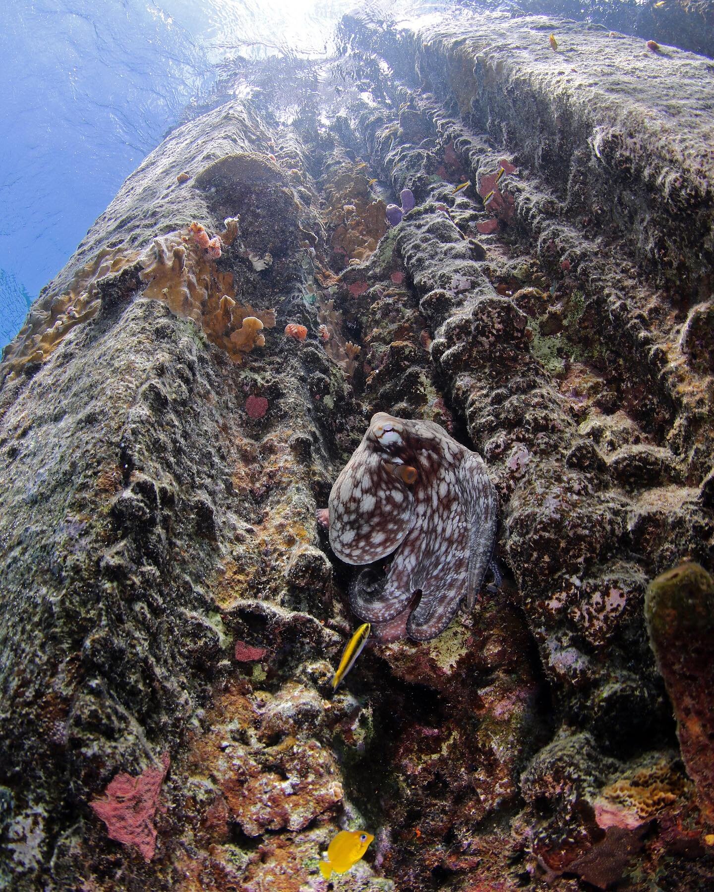 Caribbean Reef Octopuses generally only emerge from hiding at nighttime 🌙 We&rsquo;re glad this one came out in daytime to pose for us! 🐙 

📸: @leodlionn 

#curacao #PADI #sealife #diving #underwaterphotography #scubadiving #photography #underwate