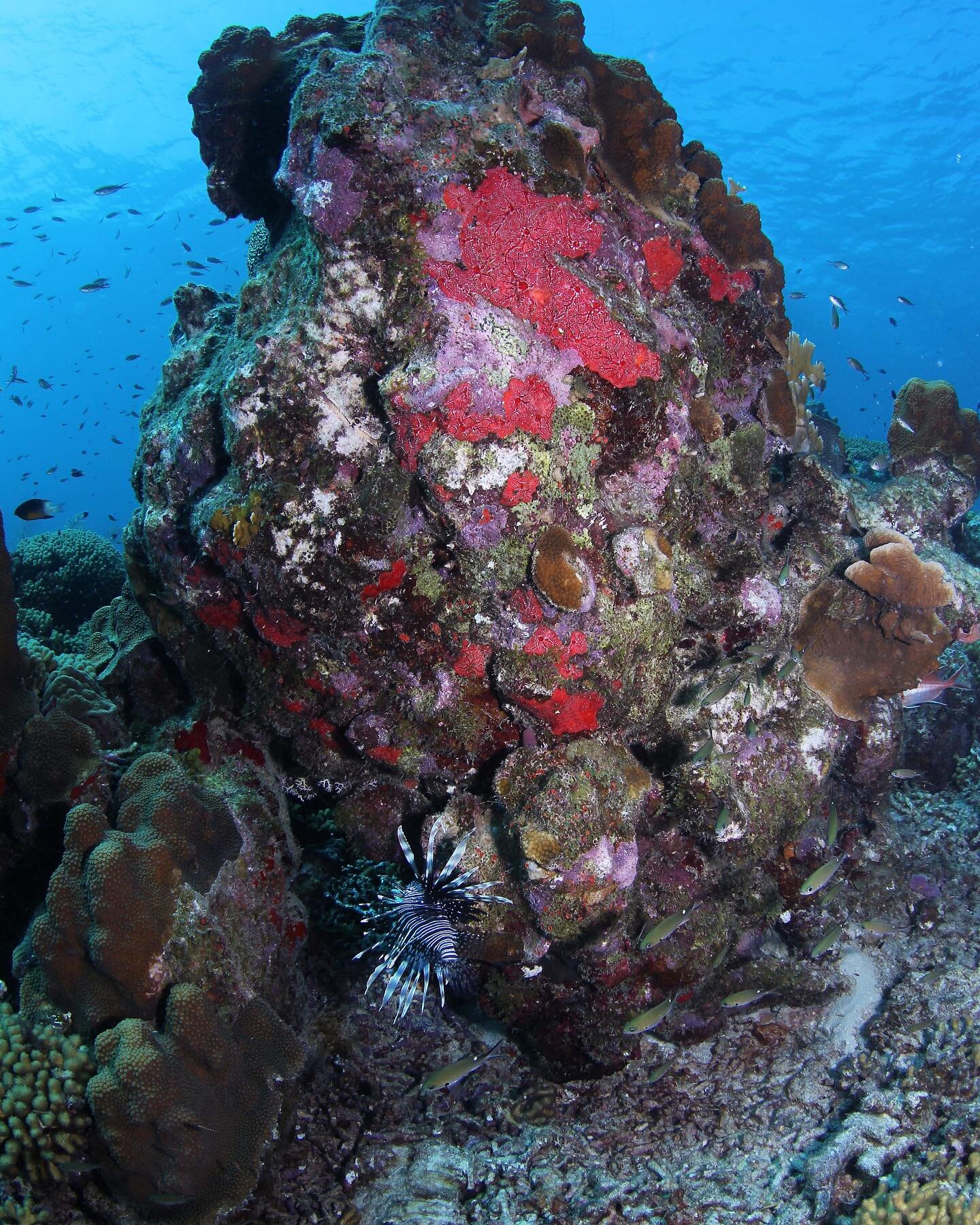 Coral reefs make up less than 1% of the ocean, but are home to 25% of it&rsquo;s marine species! 🪸 

Let&rsquo;s take a moment to appreciate them ❤️👏

📸: @taschborg 

#curacao #PADI #sealife #diving #underwaterphotography #scubadiving #photography