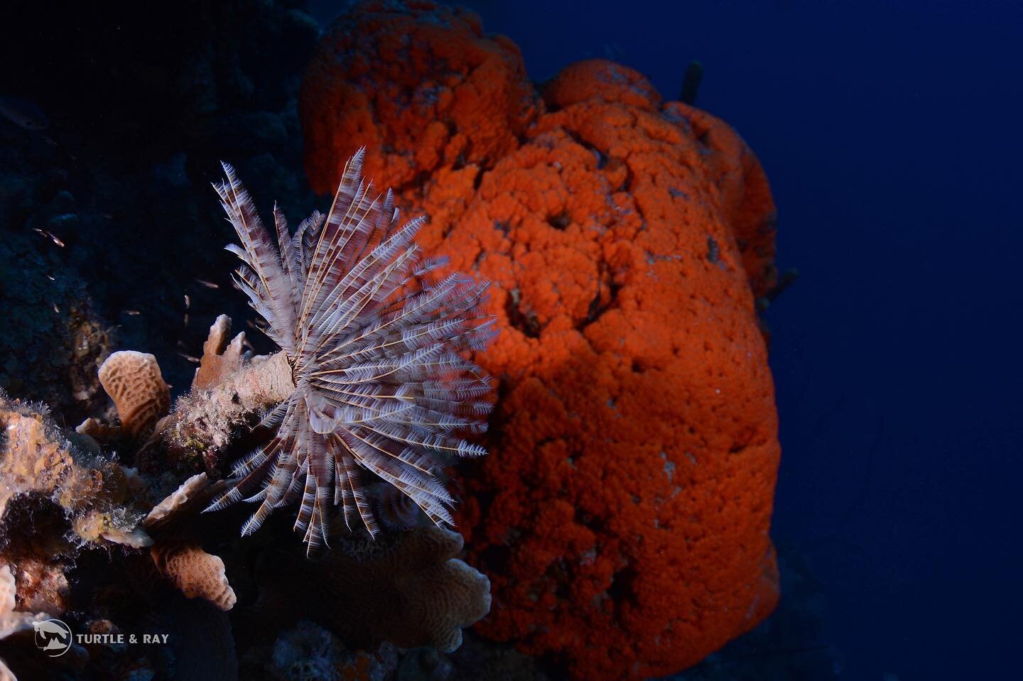 Feather duster worms are a fascinating marine animal 🪸Despite not having a face or eyes, they can detect changes in light, alerting them to hide when a predator might be near! 🪶 

#curacao #PADI #sealife #diving #underwaterphotography #scubadiving 