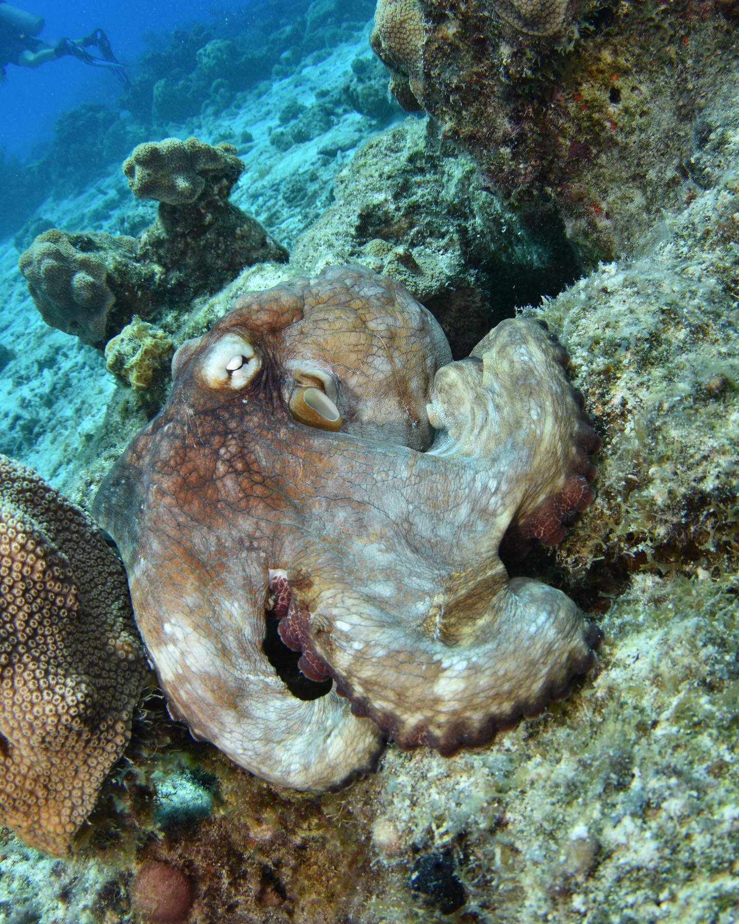 Some good news to start the day!

Caribbean Reef Octopuses are considered a species of least concern by the IUCN 🐙 That means they are plentiful in the warm waters of South Florida, the Caribbean Islands, and northern South America 🪸 

📸: @clariss