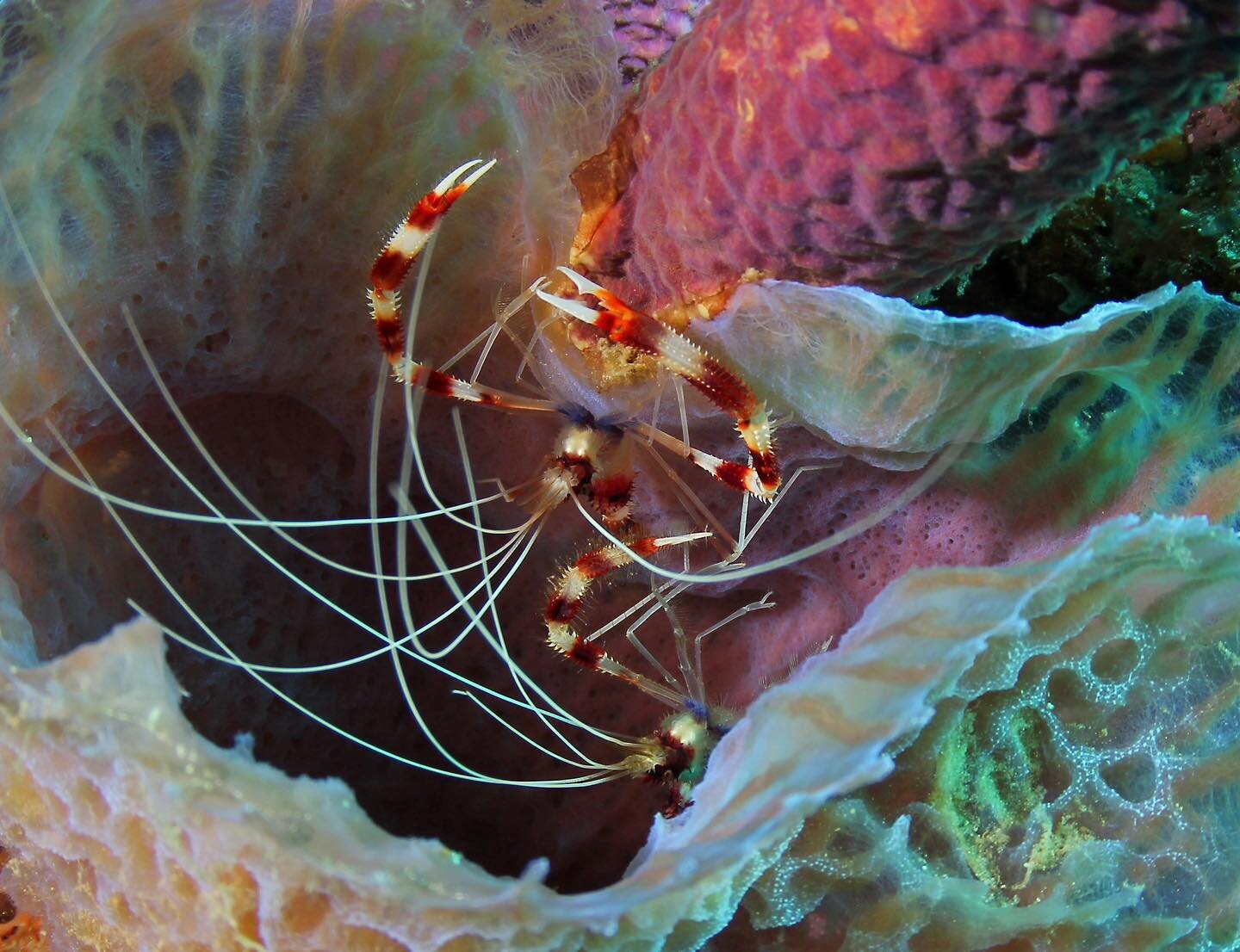 It&rsquo;s not just coz of its colorful houses Cura&ccedil;ao is know as &ldquo;The colors of the Caribbean&rdquo;. Look at those vibrant colors underwater with this cute Banded Coral Shrimp!  #curacao #colorsofthecaribbean #underwaterphotography #un