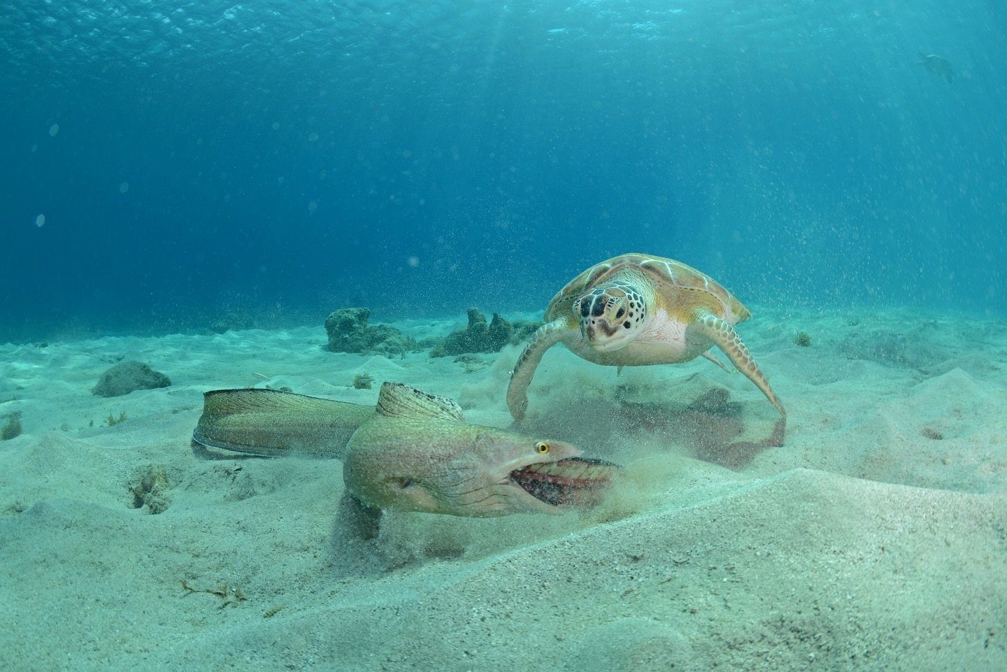 Excitement in the shallows!! During one of the recent world-famous West Trips with @divecenterpietermaai divers were surprised with a feeding frenzy involving purple-mouthed moray eels and green turtles! Thankfully one of our photographers was there