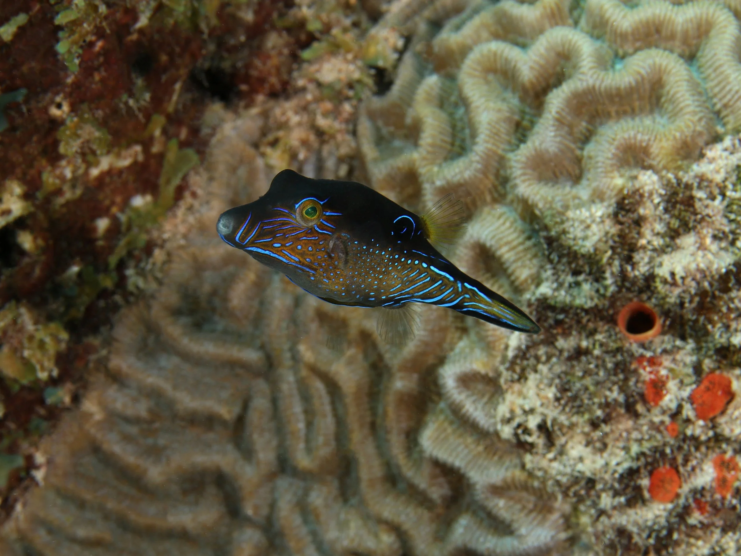 sharpnose puffer IMG_0148.JPG