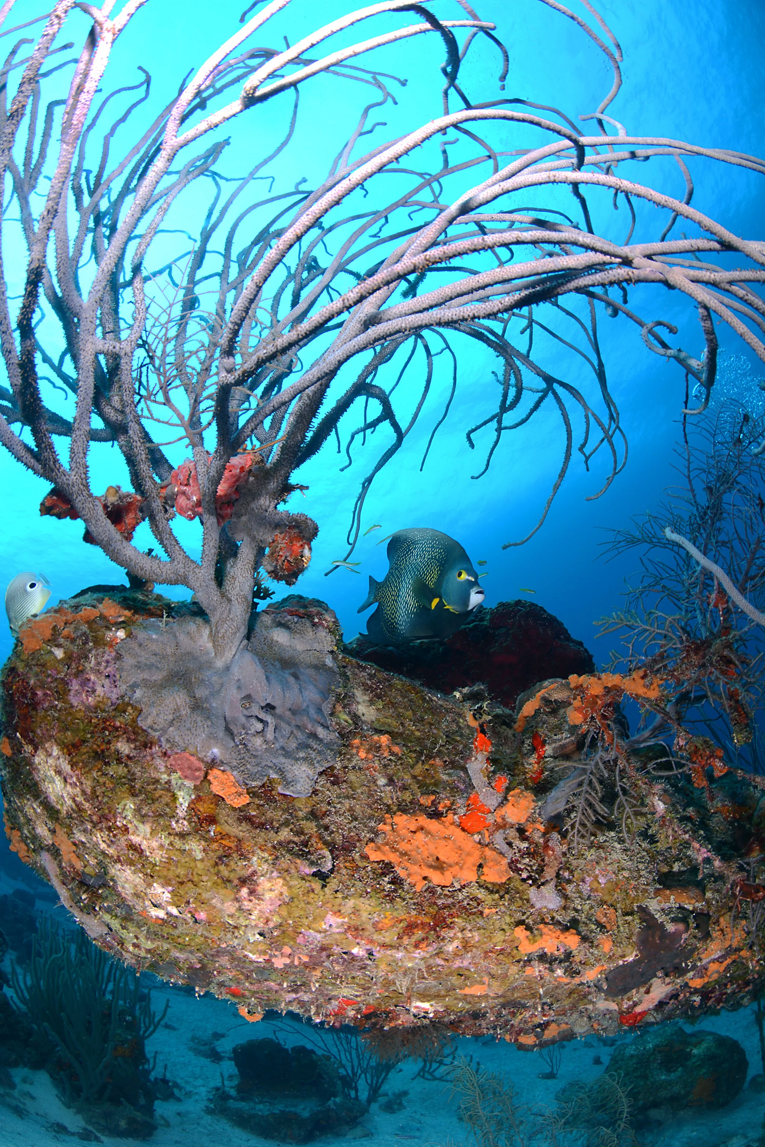 Reef photo DSC_2806.JPG