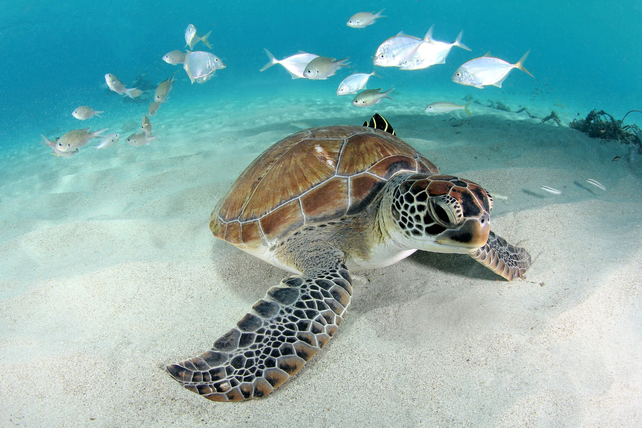 greenturtle IMG_1345.JPG