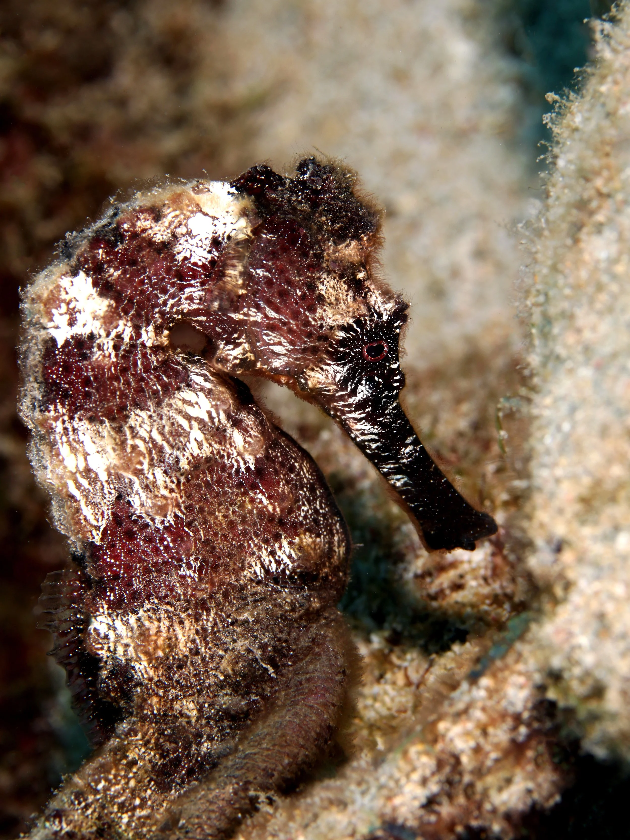 seahorse IMG_0168.JPG