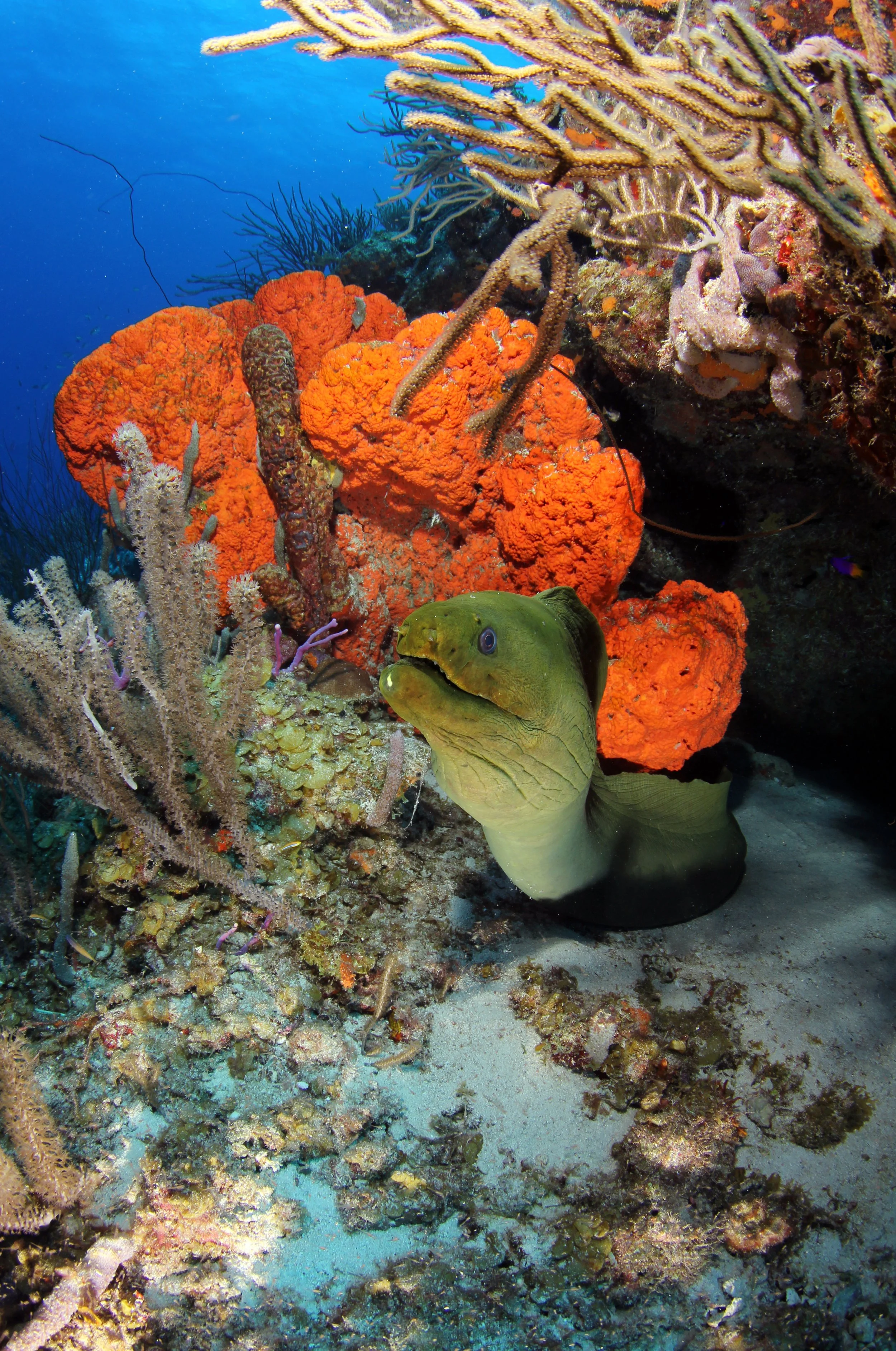 Green Moray.jpg