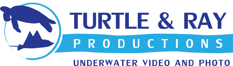 Turtle &amp; Ray Productions