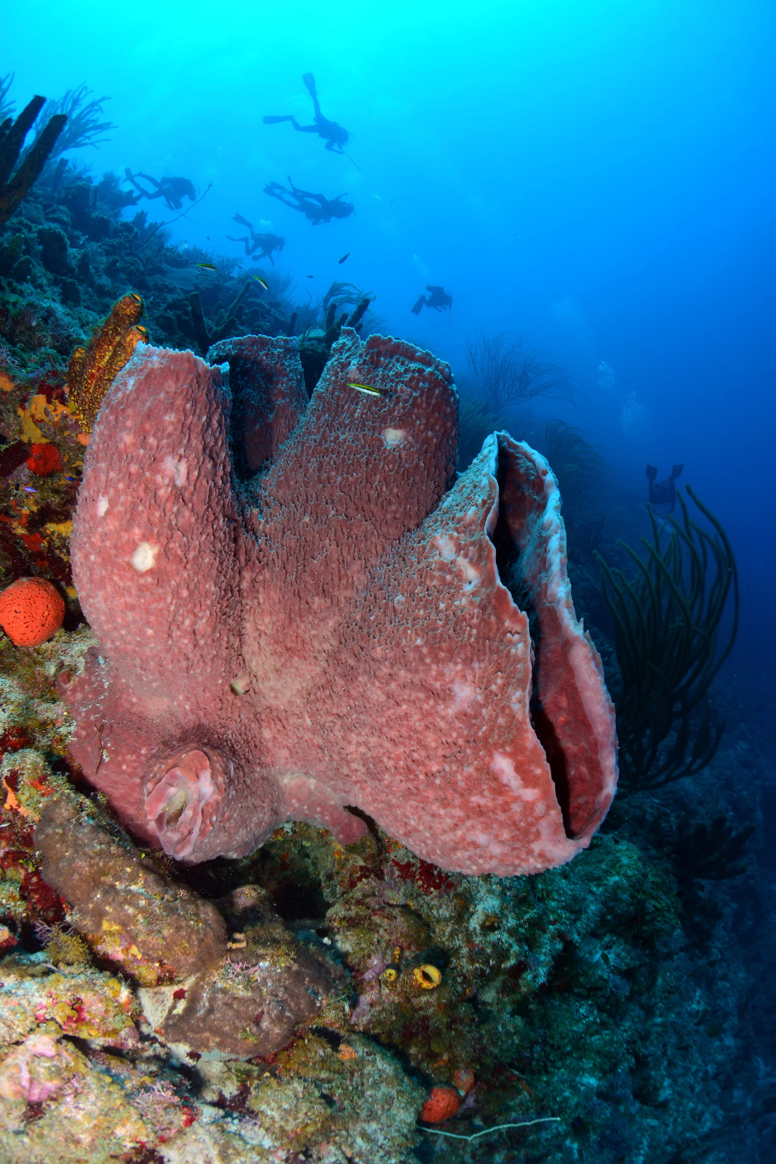 Blue bay wall.jpg