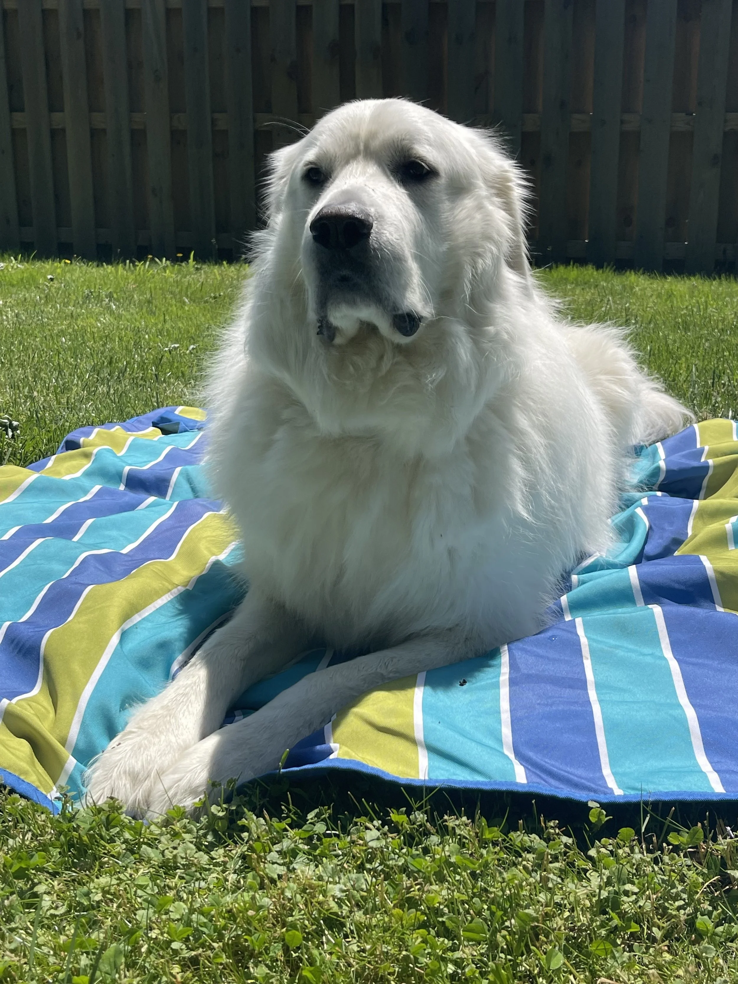 dog.jpg