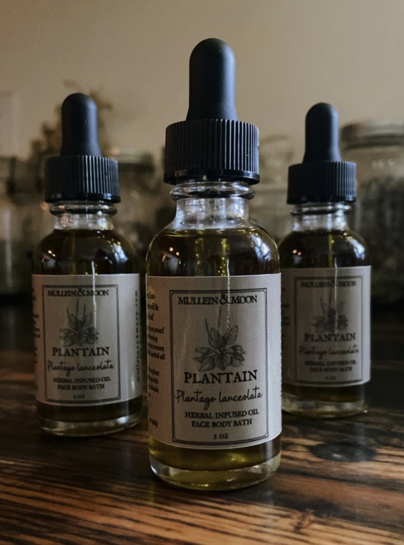 Plantain herbal oil for soothing itchy skin, eczema, promoting healing, and reducing inflammation from cuts, rashes, and insect bites.