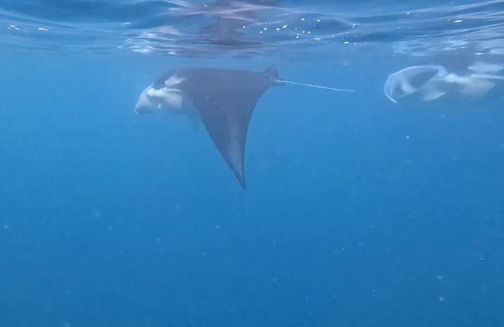 II DYKNING VED MARQUESAS II

Ved Marquesas &oslash;erne fik vi ogs&aring; luftet vores dykkergrej - og alle har nydt at komme under tryk igen 🙌🏼🙌🏼

Bugten ved Nuku Hiva er kendt for at have mange hammerhajer og manta rays 🦈 og vi var s&aring; he