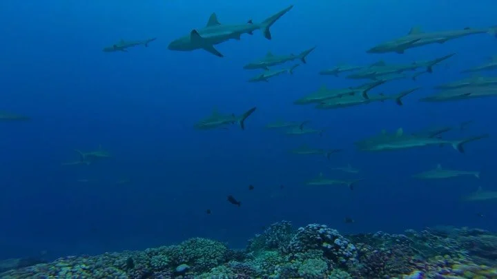 II WALL OF SHARKS II

Sidste uge bes&oslash;gte vi Fakaravas sydpas, som is&aelig;r er kendt for Wall of Sharks. Her kan man nemlig observere flere hundrede hajer af gangen 🦈 Helt s&aelig;rligt for dette sted er nemlig at hajerne lever og jager i fl