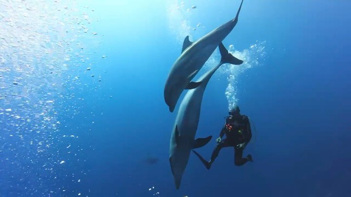 II DYKNING P&Aring; RANGIROA II

Rangiroa er den st&oslash;rste atol i Fransk Polynesien. Her er der et helt s&aelig;rligt pas, Tiputa, som er kendt for str&oslash;mdyk. Her er der ogs&aring; mulighed for at m&oslash;de delfiner undervejs 🐬

P&aring