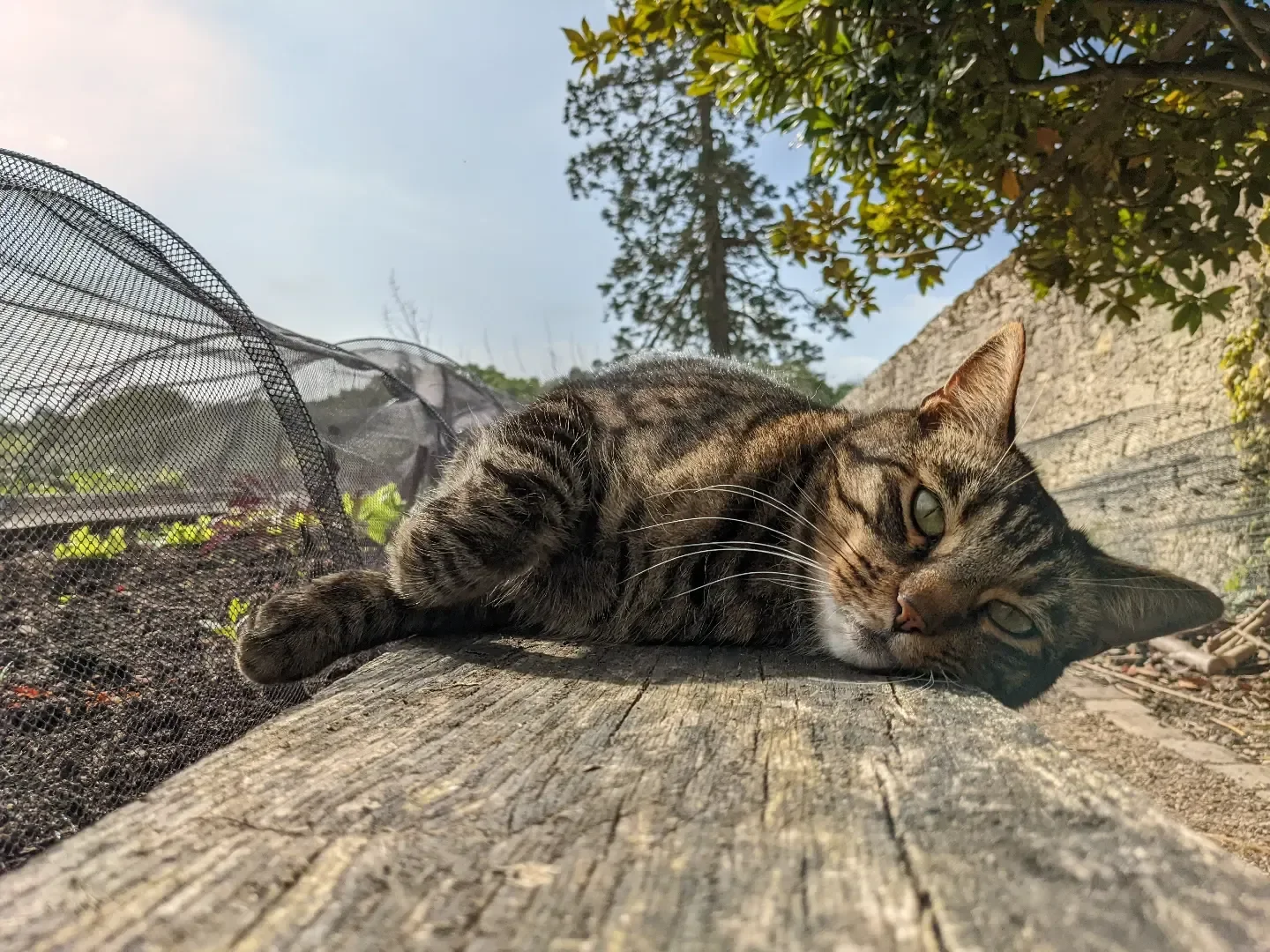 cat sleeping in the sun in a garden on the isle of wight