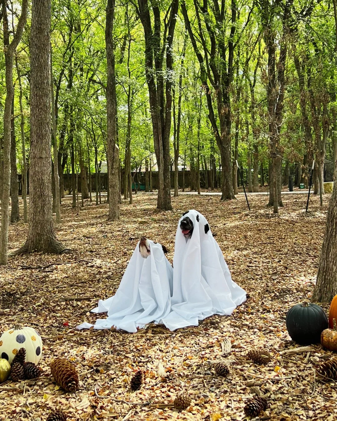 Happy Halloween from HGO and our mascots, King Louie + Archibald! 👻⁠
⁠
Your home doesn&rsquo;t have to be spooky this season. Let us help you refresh your decor or bring a little serenity to your space.⁠
⁠
Chat with us or find our favorite product p