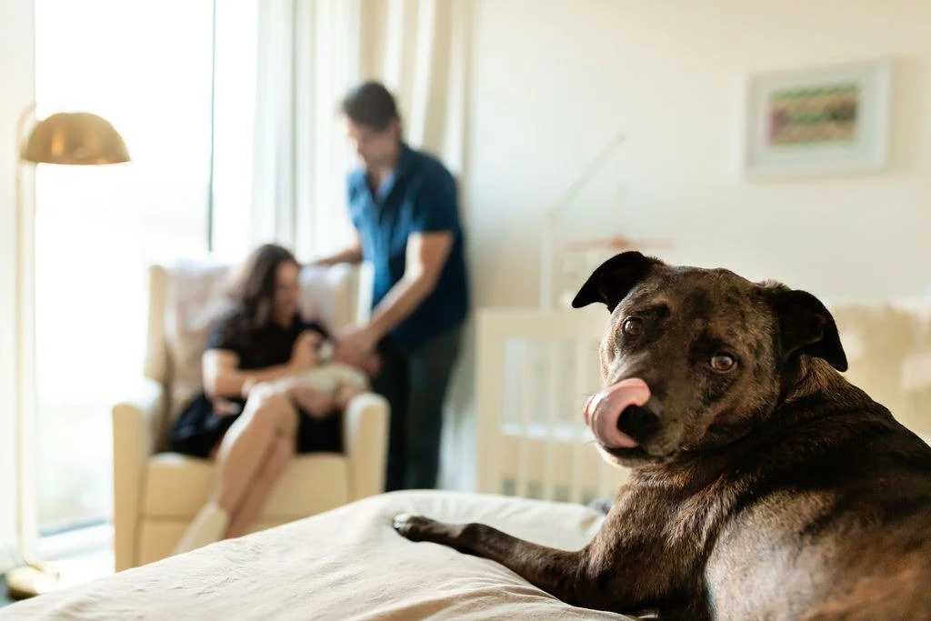 boho-nursery-family-dog-austin-home.jpg